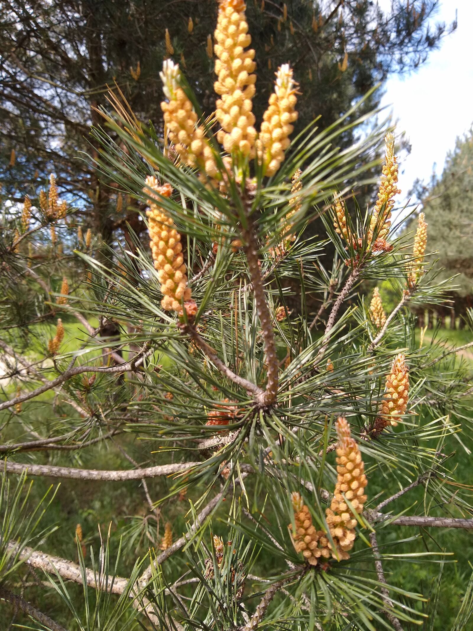 Motorola moto g(8) plus sample photo. Pine, forest, park photography