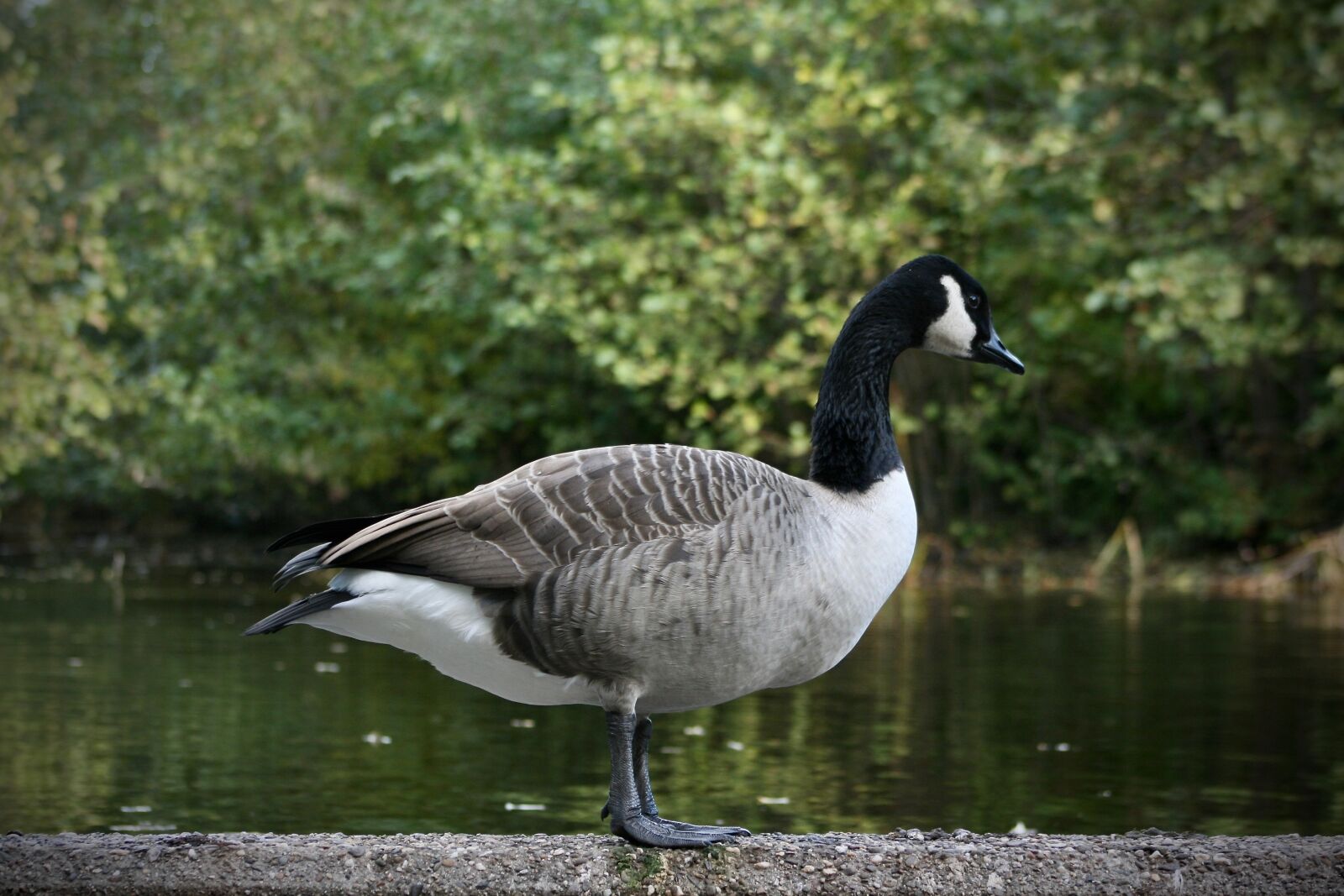 Canon EOS 400D (EOS Digital Rebel XTi / EOS Kiss Digital X) sample photo. Goose, canada goose, water photography