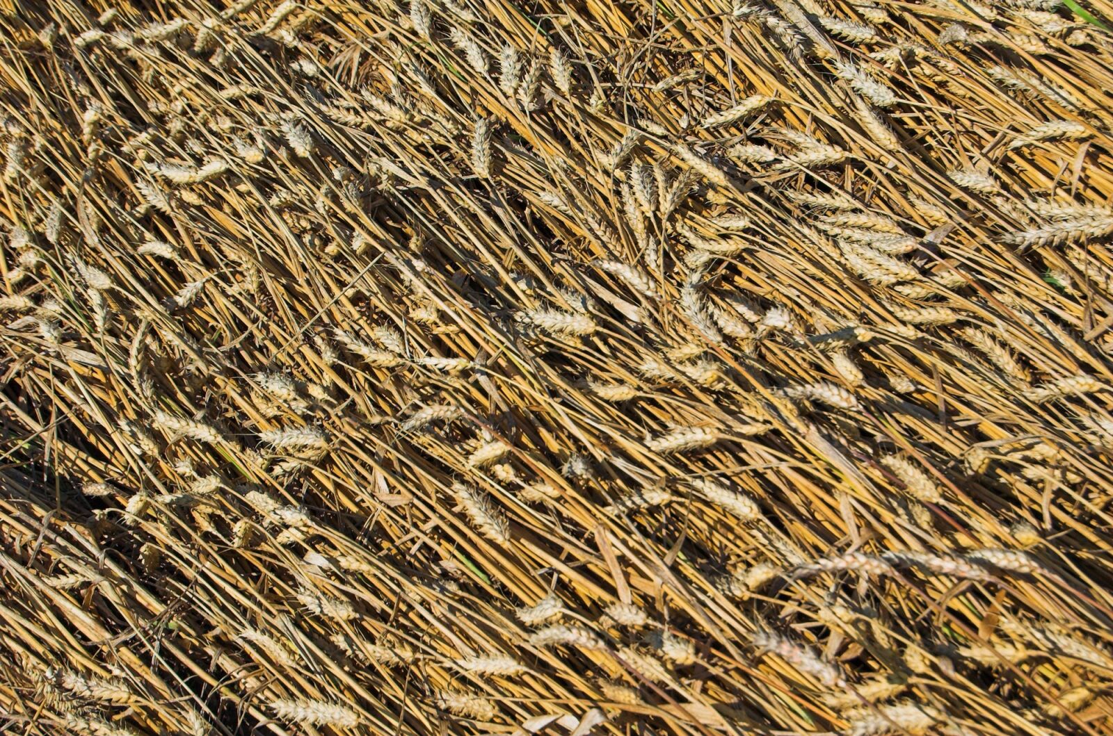 Nikon D70 sample photo. Wheat, grain, field photography