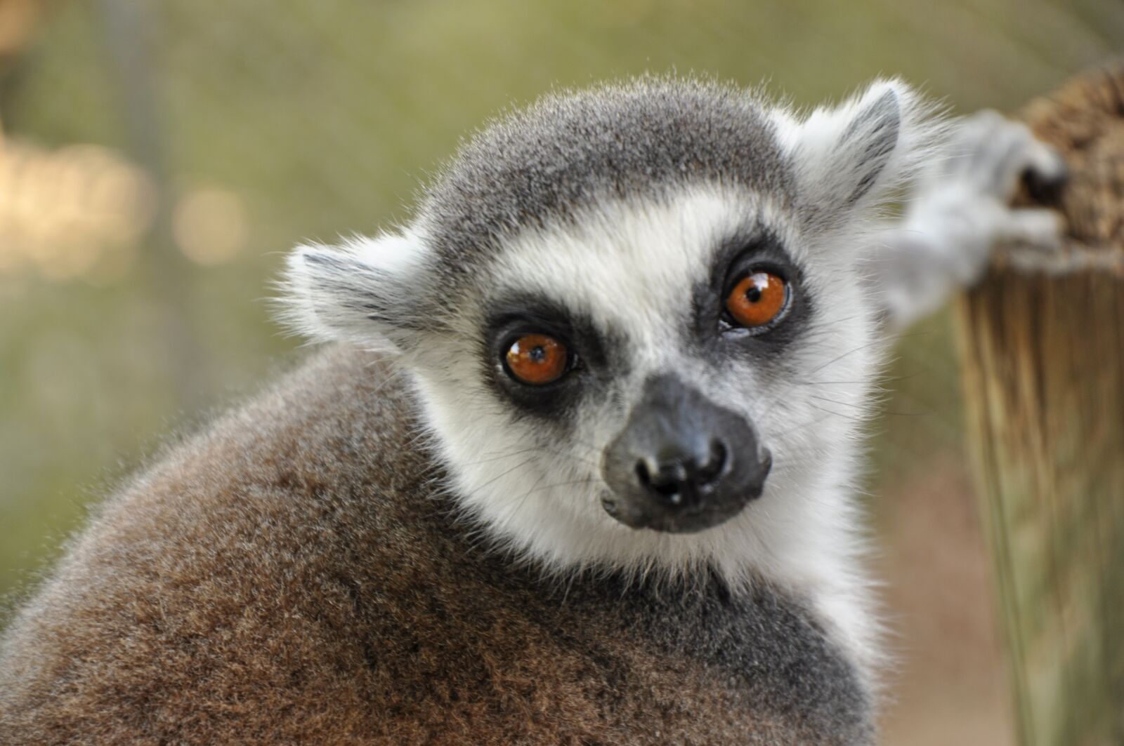Nikon D90 sample photo. Lemur, animal, zoo photography