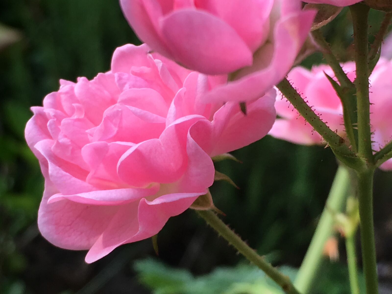 Apple iPhone 6s sample photo. Rose, thorns, flowers photography