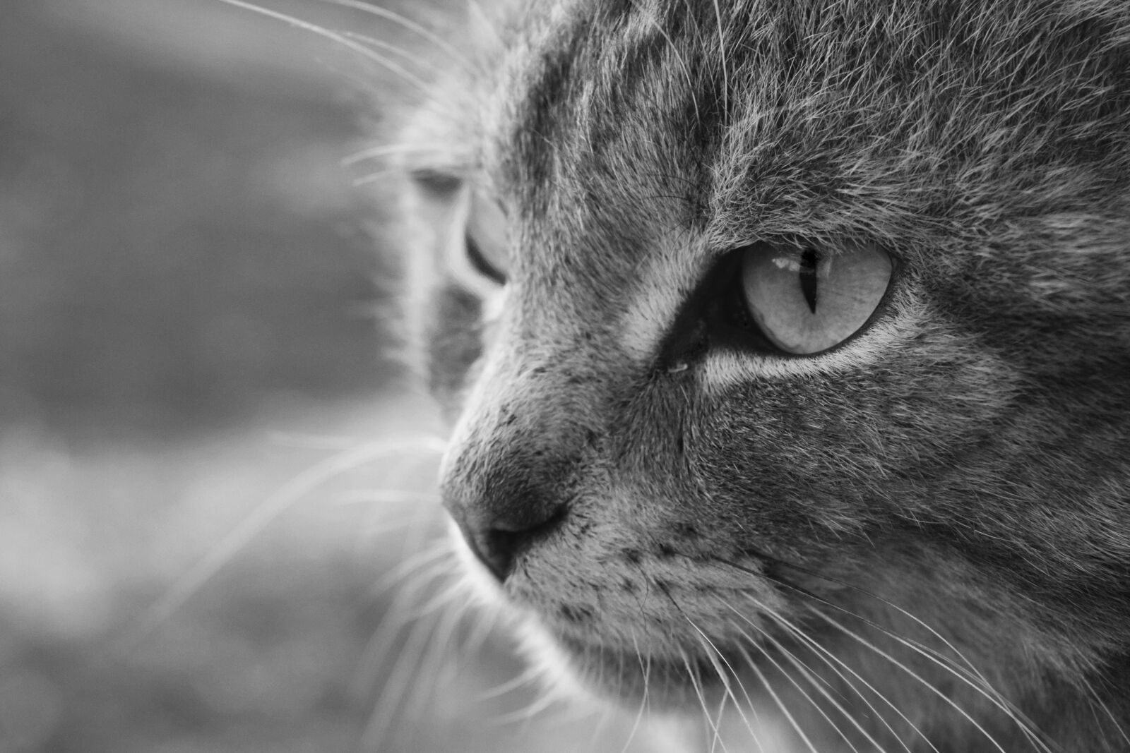 Nikon D5300 sample photo. Cat, bw, animals photography