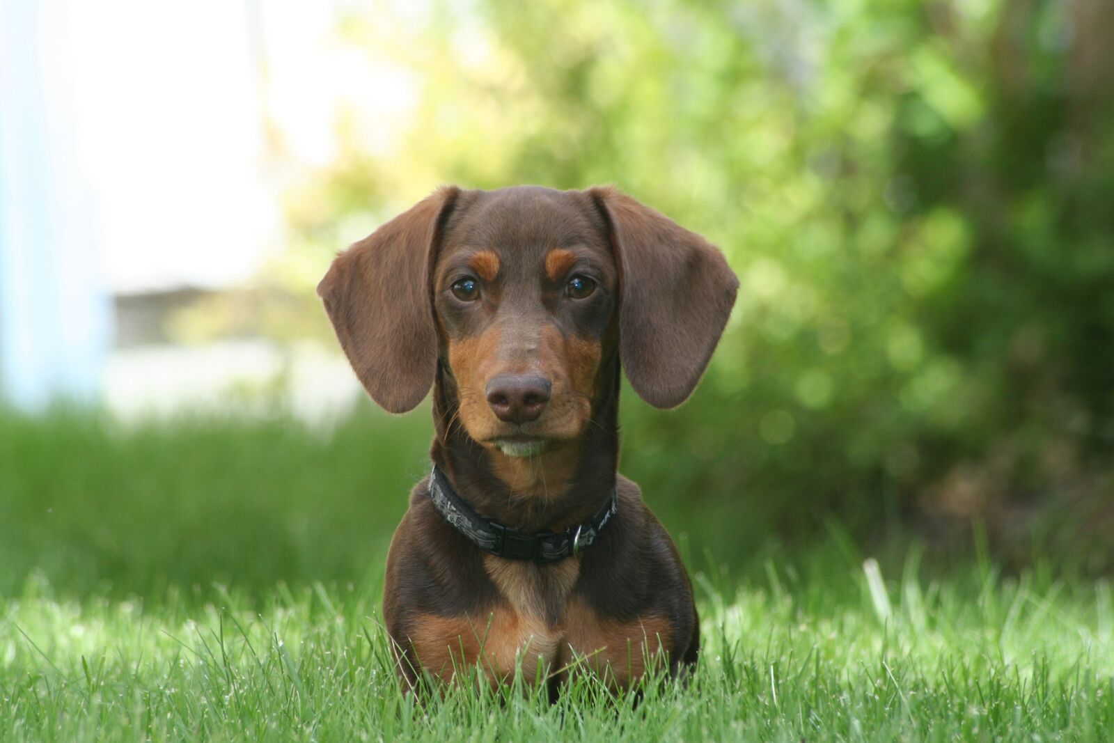 Canon EOS 350D (EOS Digital Rebel XT / EOS Kiss Digital N) sample photo. Dachshund, dog, small photography