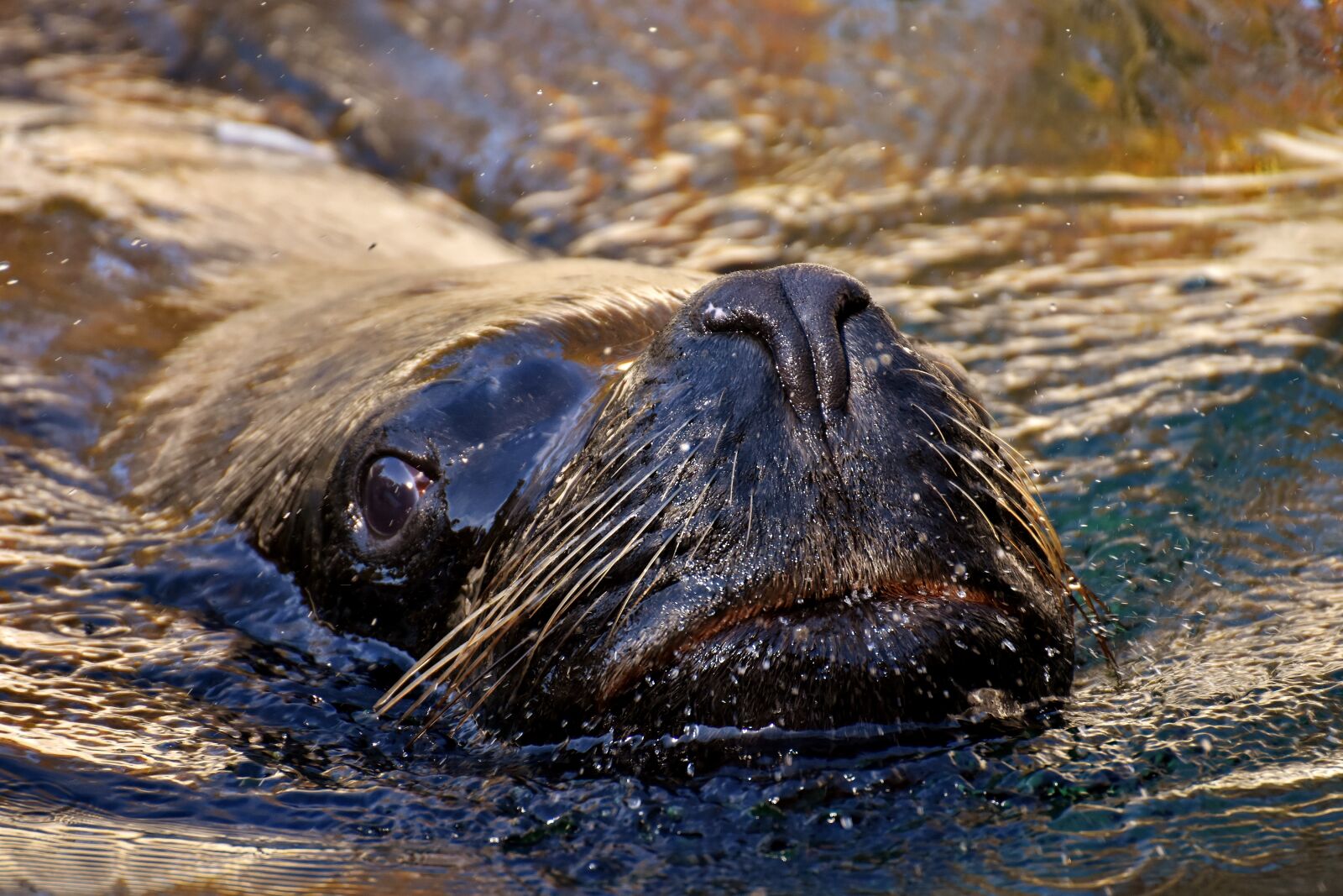 Nikon D7200 sample photo. Seal, sea lion, swim photography