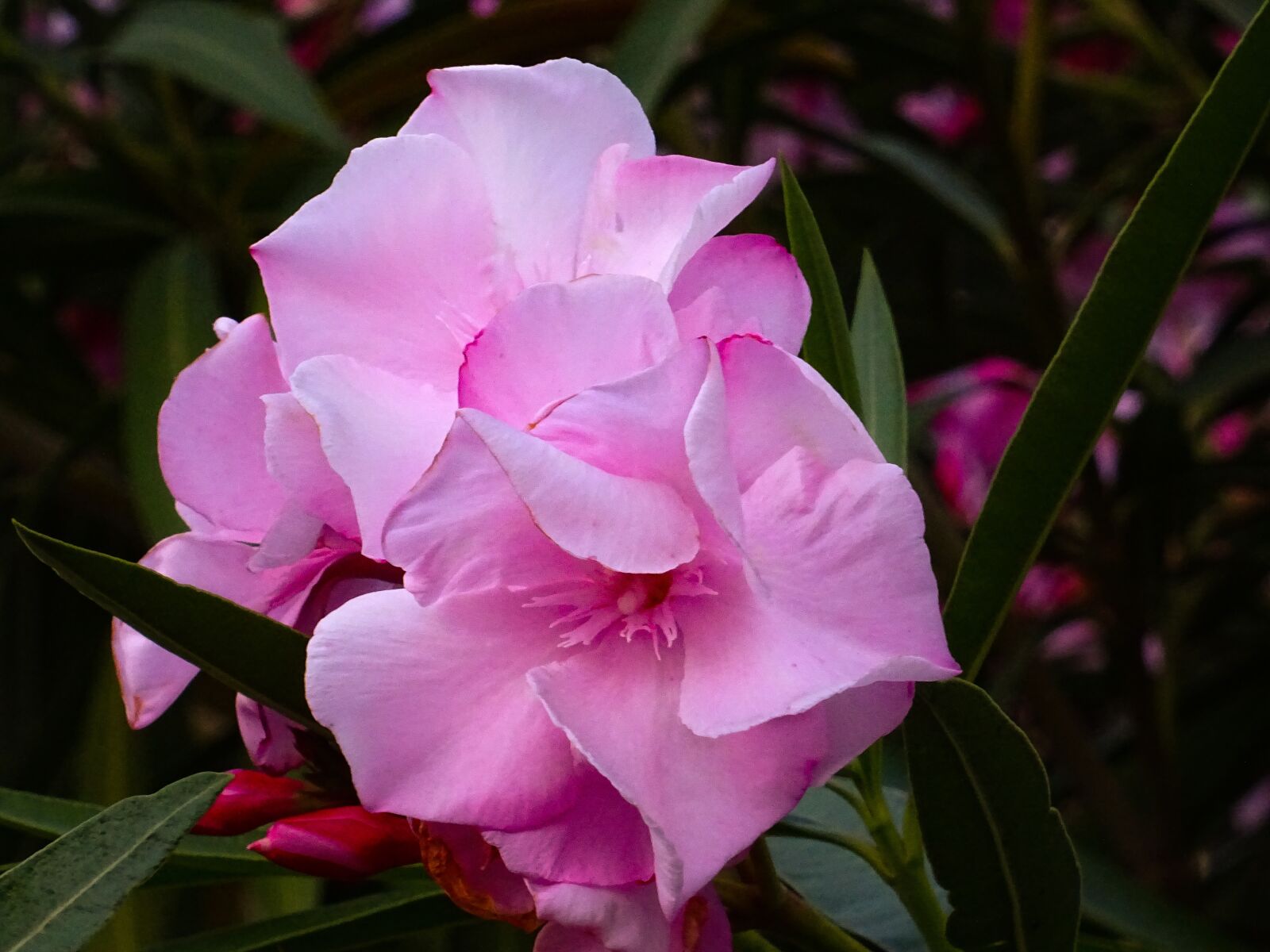 Sony DSC-HX60 sample photo. Flower, pink, nature photography