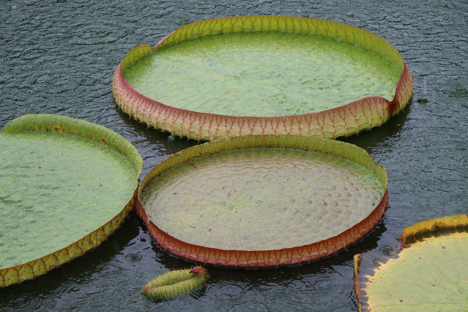 Canon EOS 90D sample photo. Leaves, water lily, lily photography