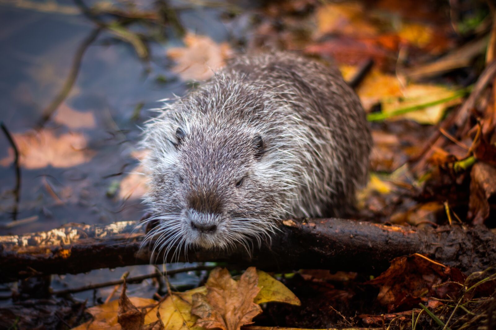 Nikon D7200 sample photo. Nutria, lake, rodent photography