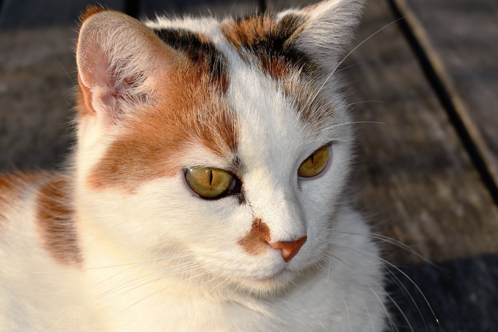 Nikon D5500 sample photo. Cat, white, animal photography