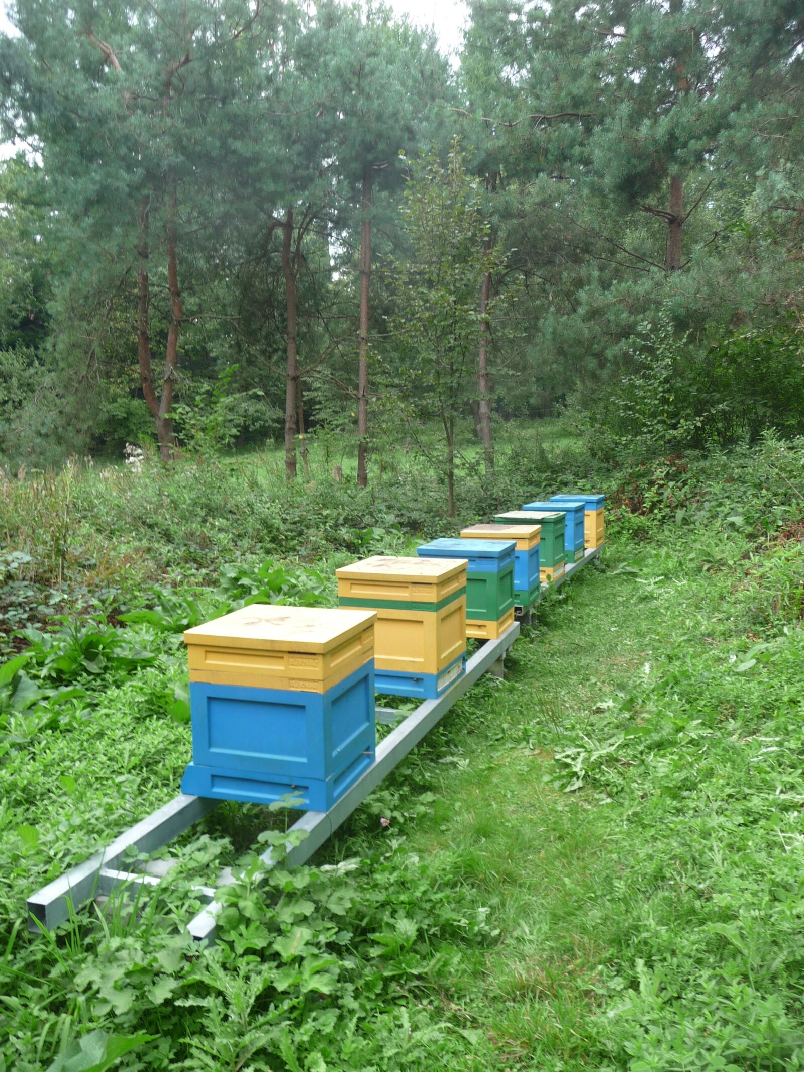 Panasonic Lumix DMC-TZ4 sample photo. Ule, bees, forest photography