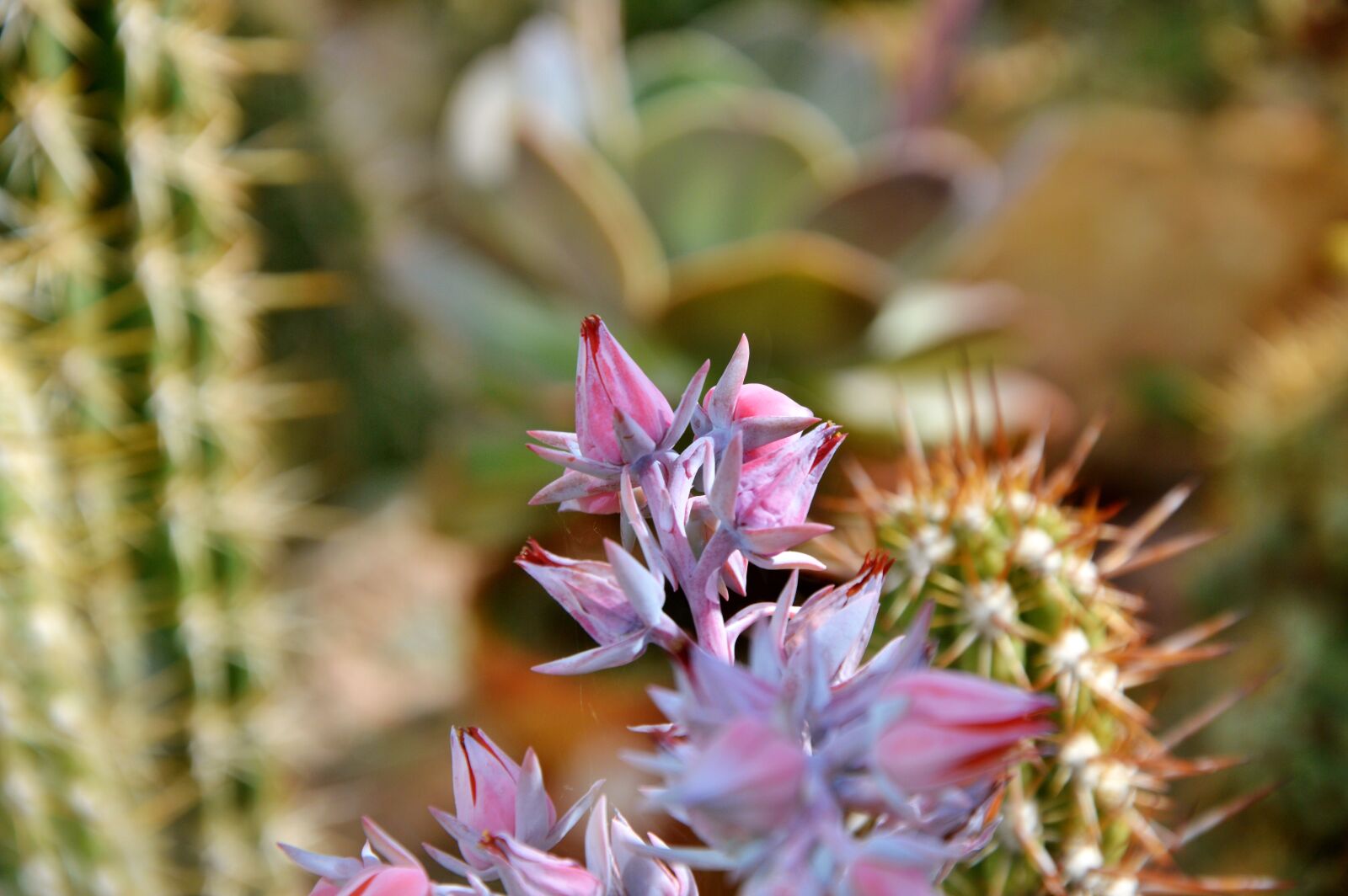 Nikon D3200 sample photo. Cactus, spur, blossom photography