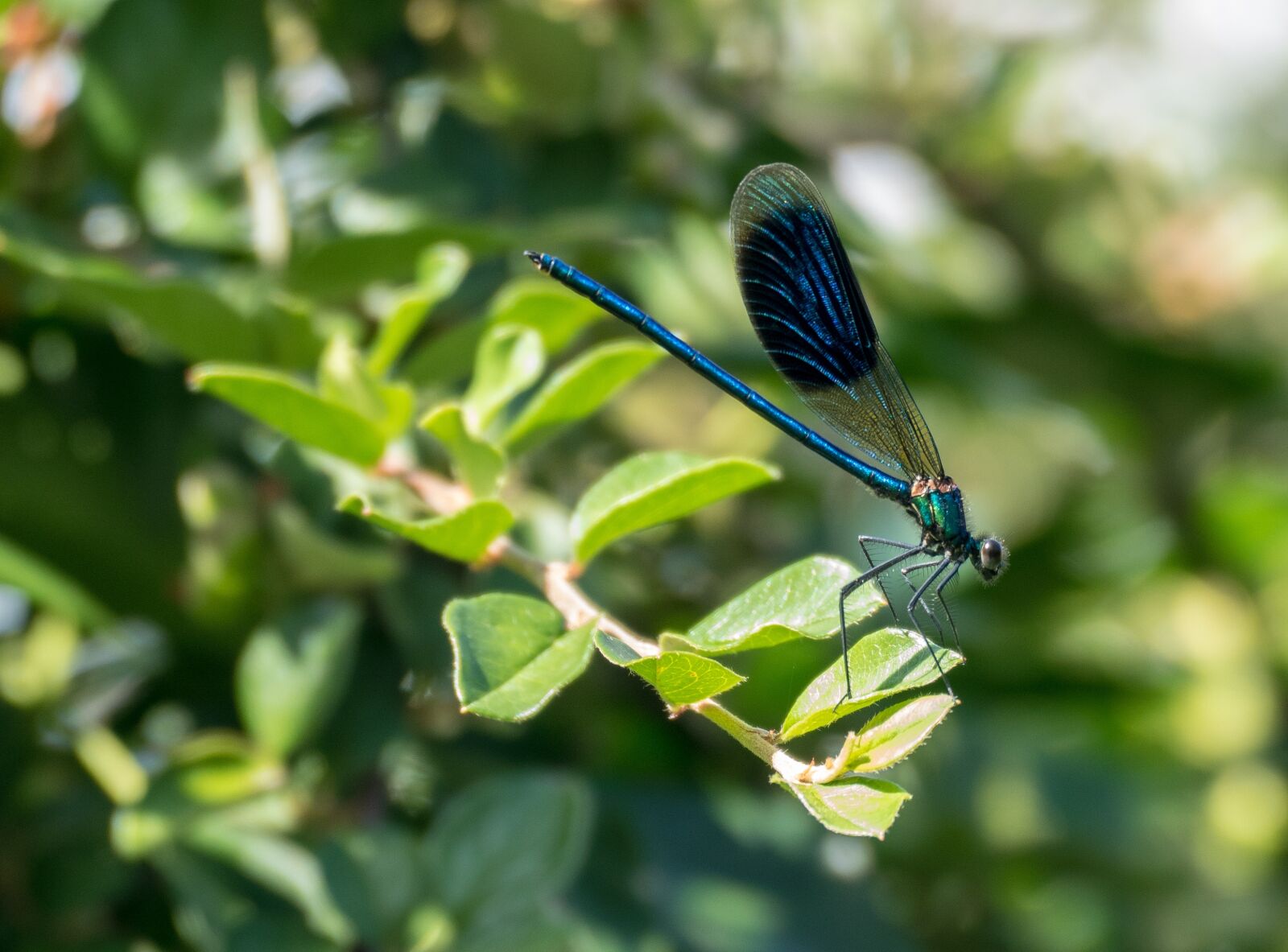 Panasonic Lumix DMC-FZ1000 sample photo. Animals, insect, wing photography