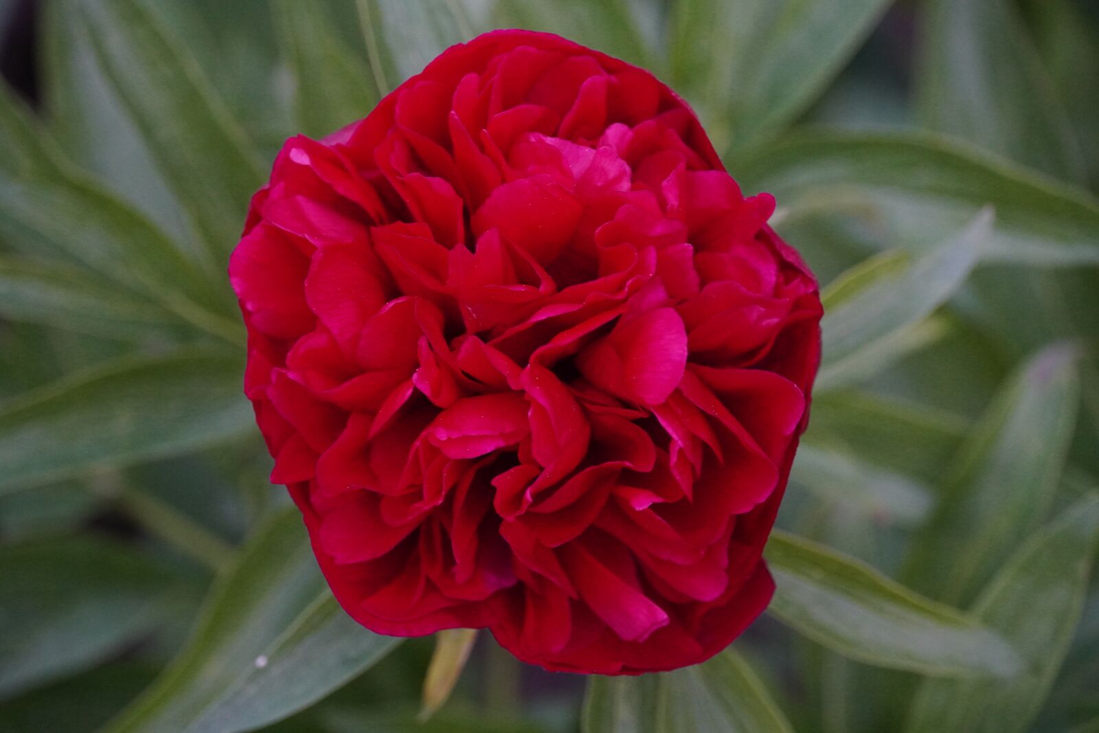 Sony a6400 sample photo. Rose, flower, red photography