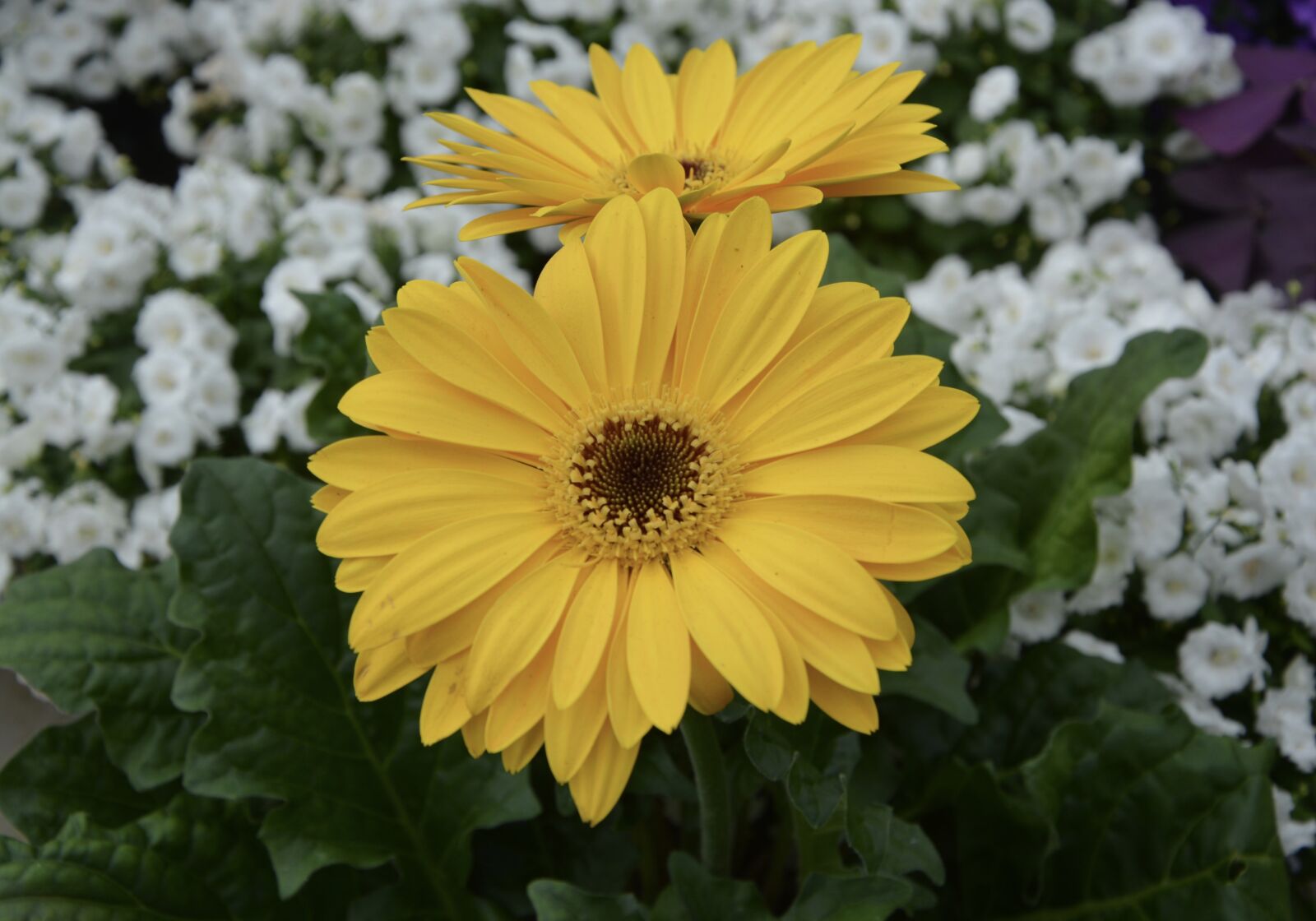 Nikon D5200 sample photo. Flower, plant, gerbera yellow photography