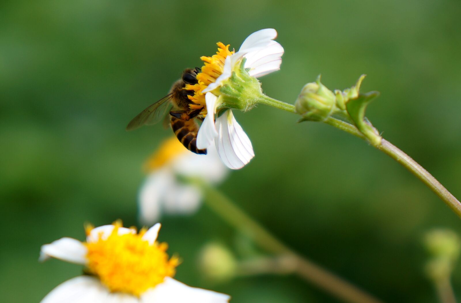 Sony Alpha NEX-F3 + Sony E 18-55mm F3.5-5.6 OSS sample photo. Natural, wildflowers, bee photography