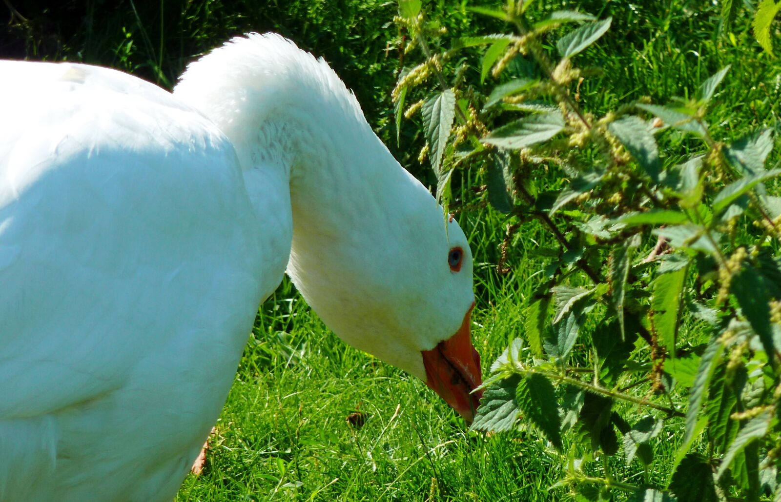 Panasonic DMC-TZ7 sample photo. Goose, ganter, poultry photography