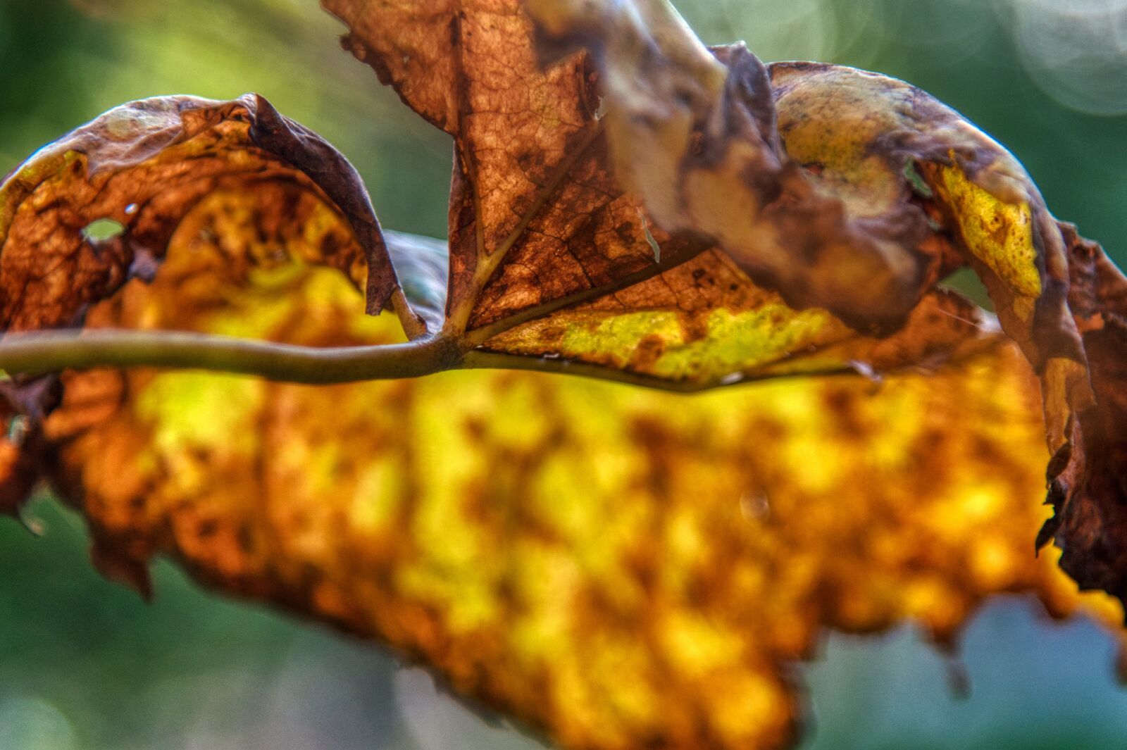 Nikon D750 sample photo. Wine leaf, autumn colours photography