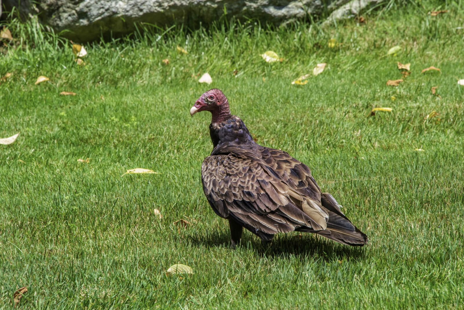 Nikon D800 sample photo. Birds, turkey vulture, wildlife photography
