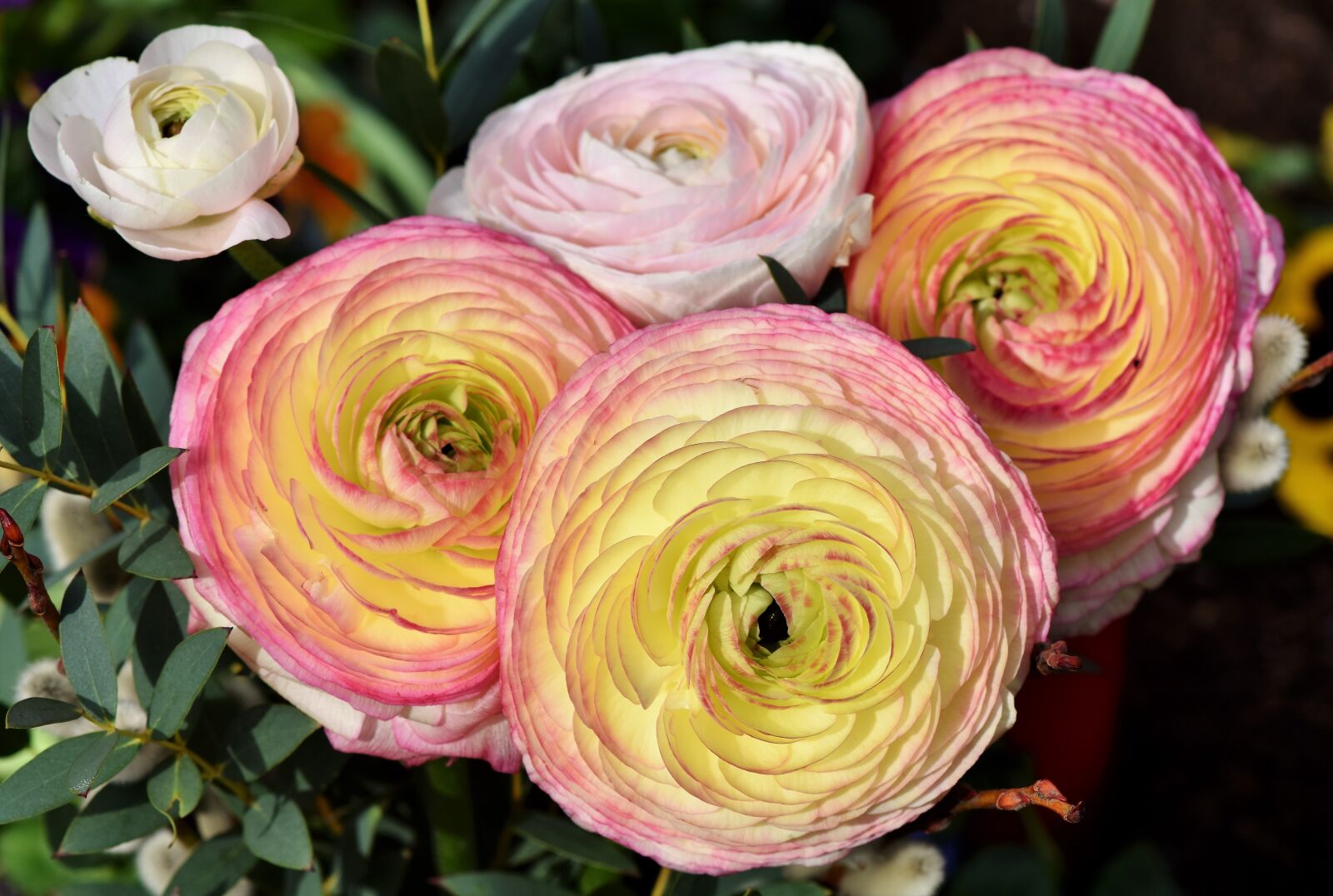 Nikon D7200 sample photo. Ranunculus, ranunculus flower, blossom photography