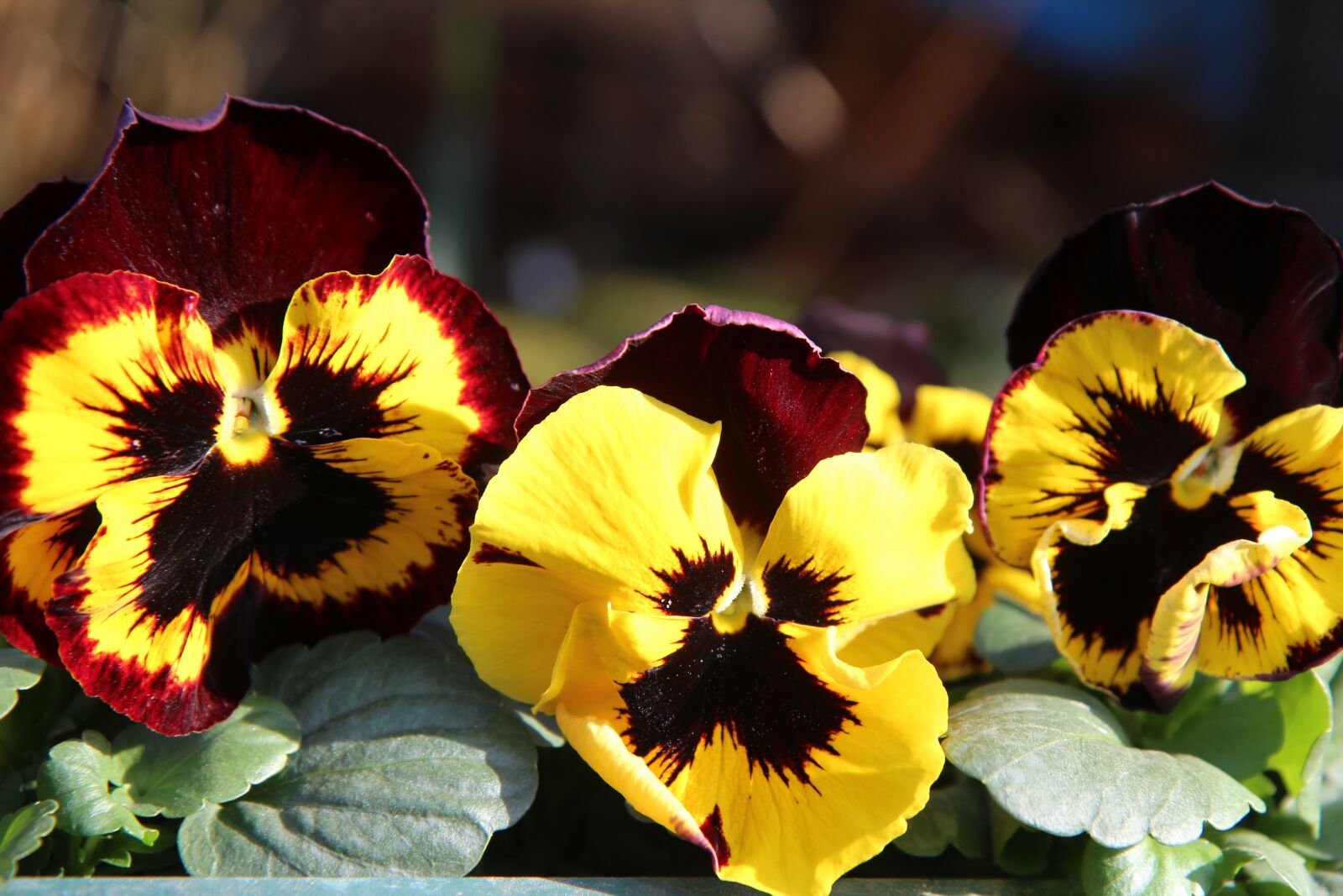 Canon EOS 600D (Rebel EOS T3i / EOS Kiss X5) sample photo. Thoughts, flowering, spring photography