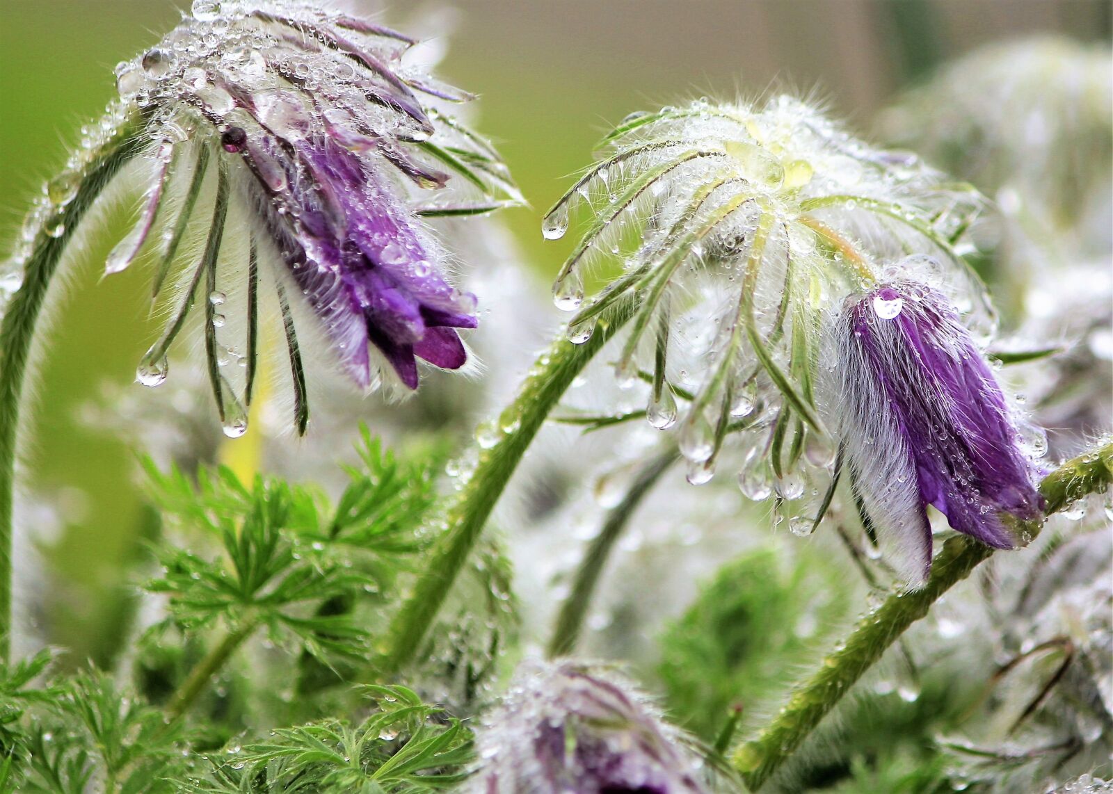 Canon EOS 550D (EOS Rebel T2i / EOS Kiss X4) sample photo. Pasque flower, drop of photography