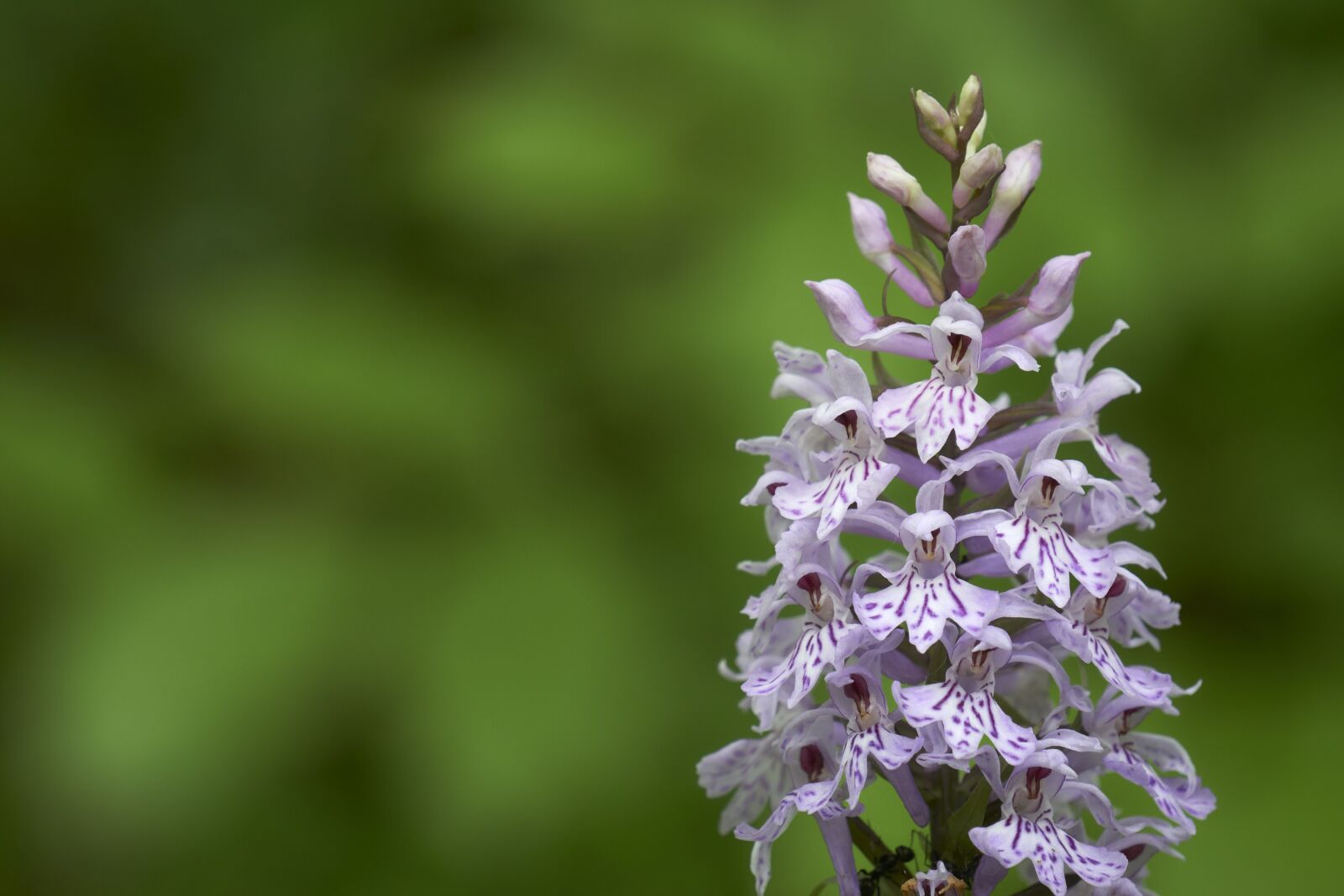 Sony E 55-210mm F4.5-6.3 OSS sample photo. Orchid, flower, nature photography