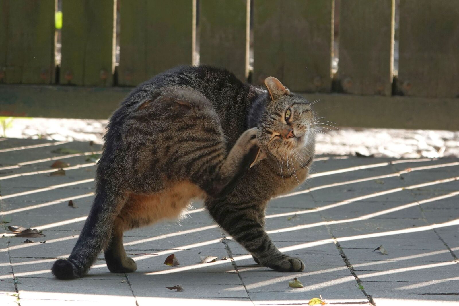 Sony Cyber-shot DSC-RX10 IV sample photo. Cat, mackerel, domestic cat photography
