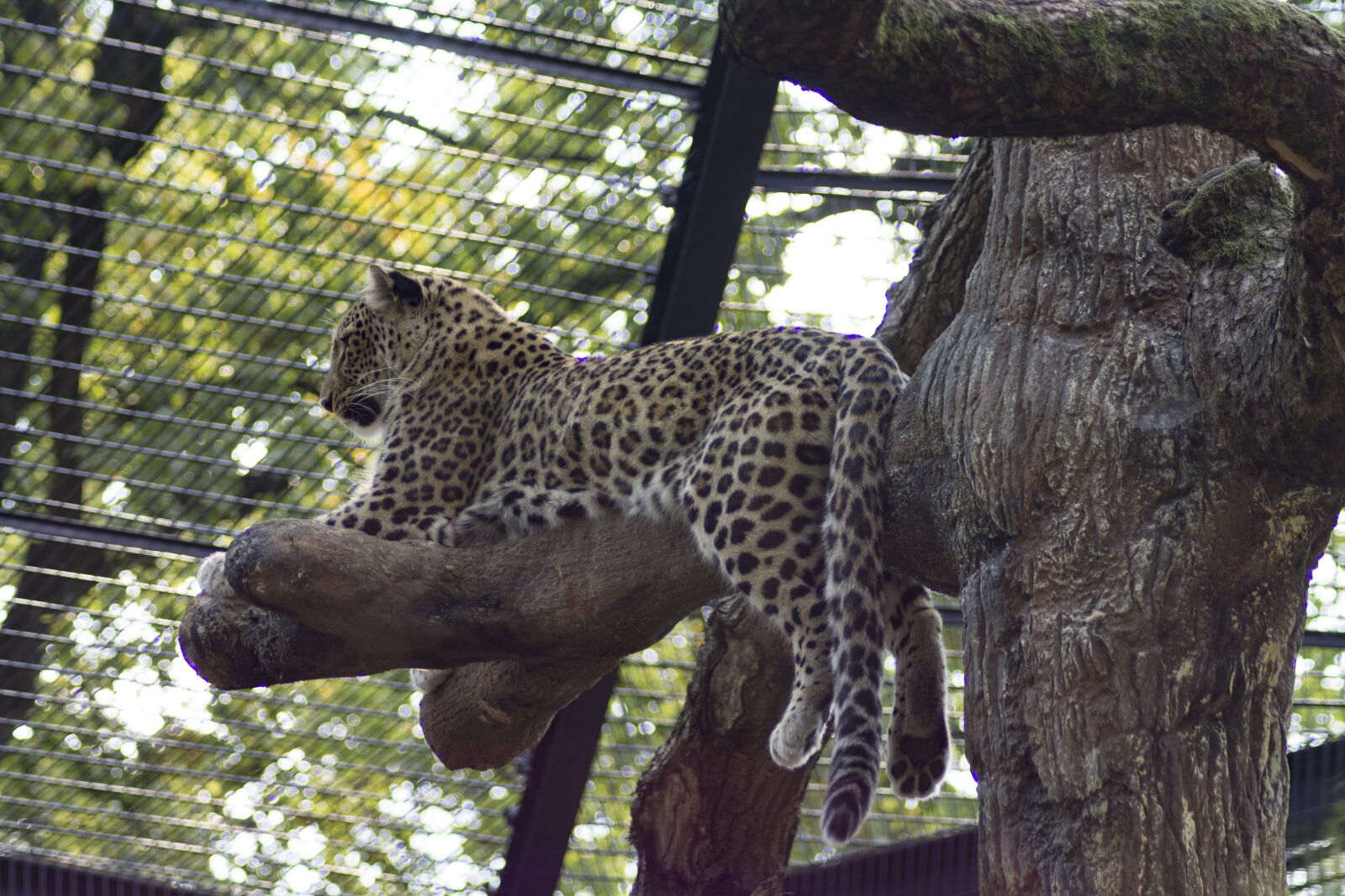 Canon EOS 1100D (EOS Rebel T3 / EOS Kiss X50) sample photo. Cheetah, big cat, predator photography