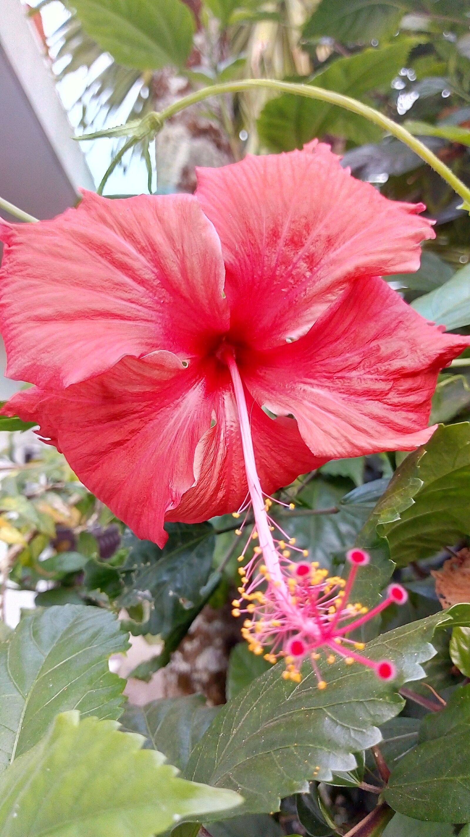 Motorola Moto E (4) Plus sample photo. Nature, flora, flower photography