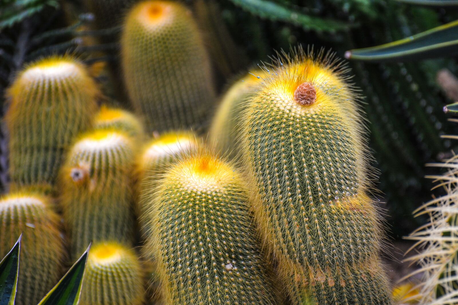 Nikon D7100 sample photo. Flower, unity, nature photography