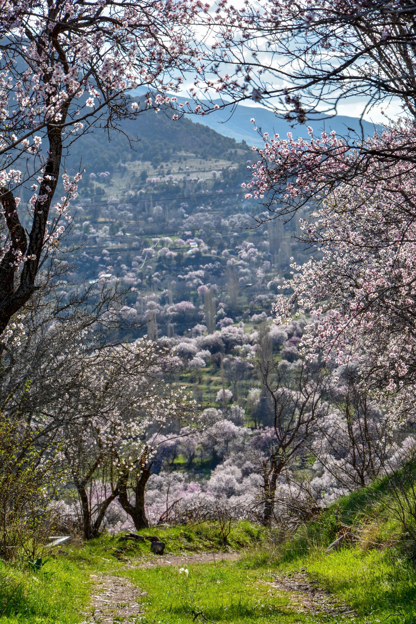 Nikon D7100 sample photo. Spring, almond trees, almond photography