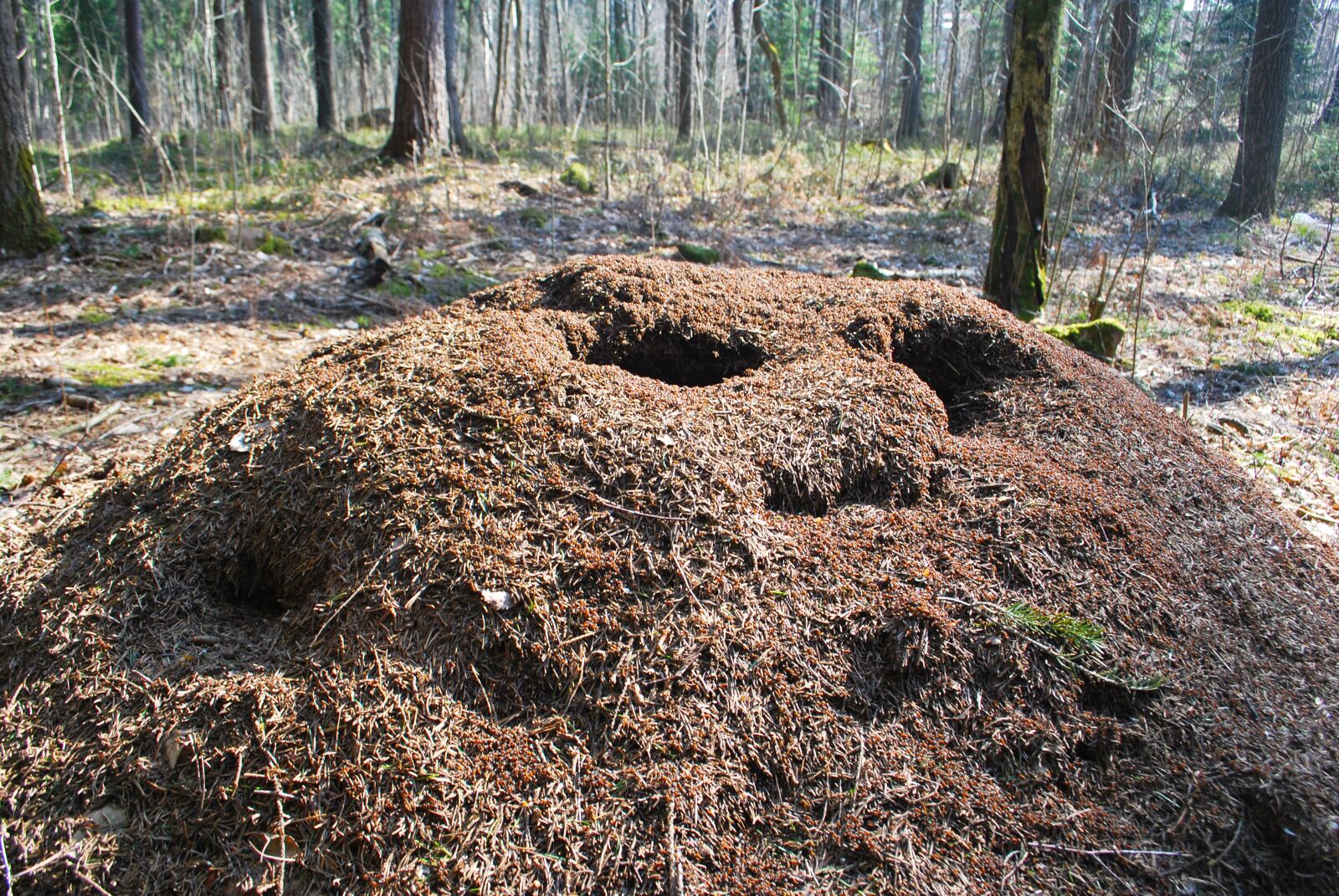 Nikon D60 sample photo. Anthill, nature, huge photography