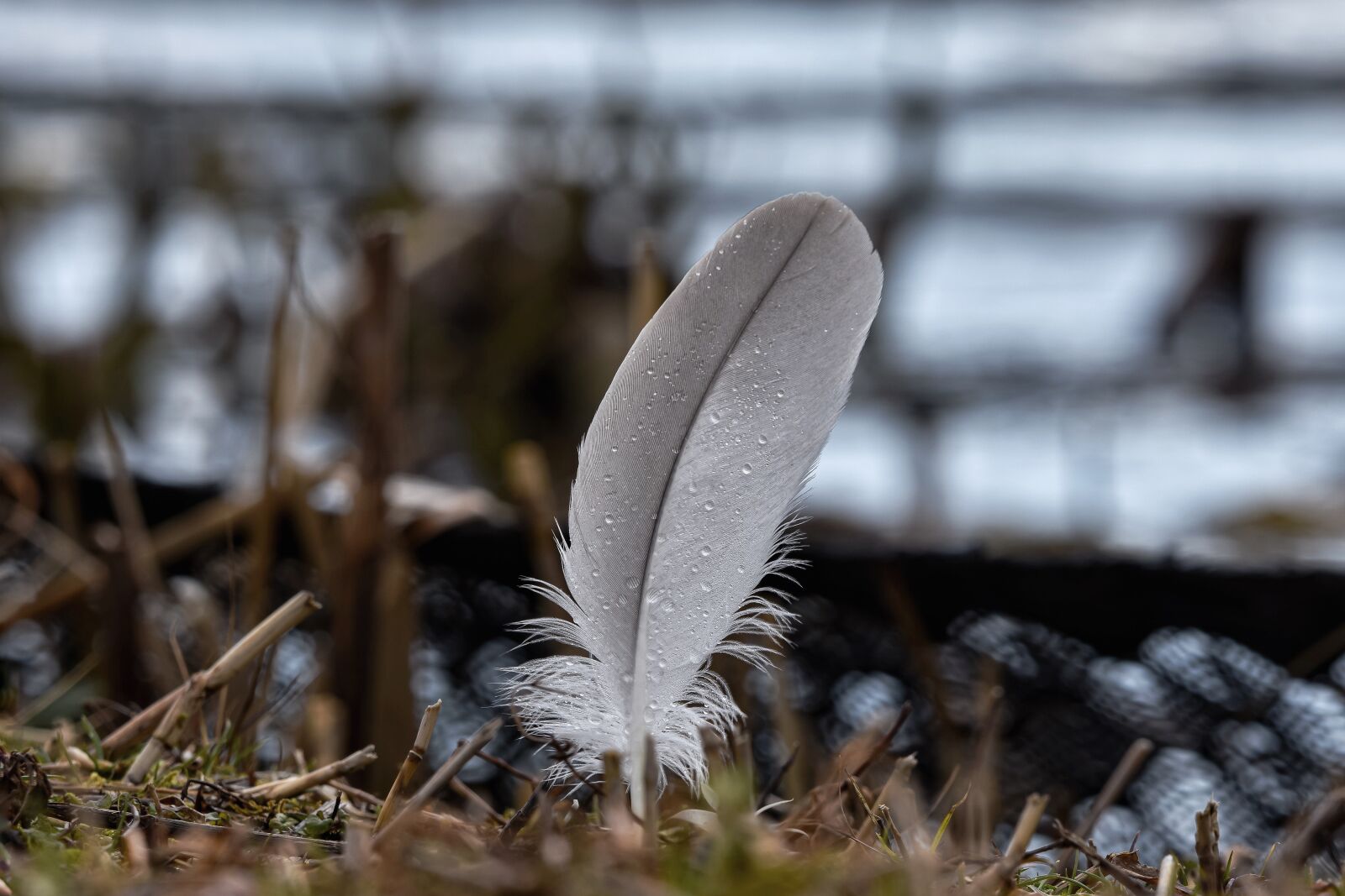 Nikon D7200 sample photo. Natural, landscape, pond photography