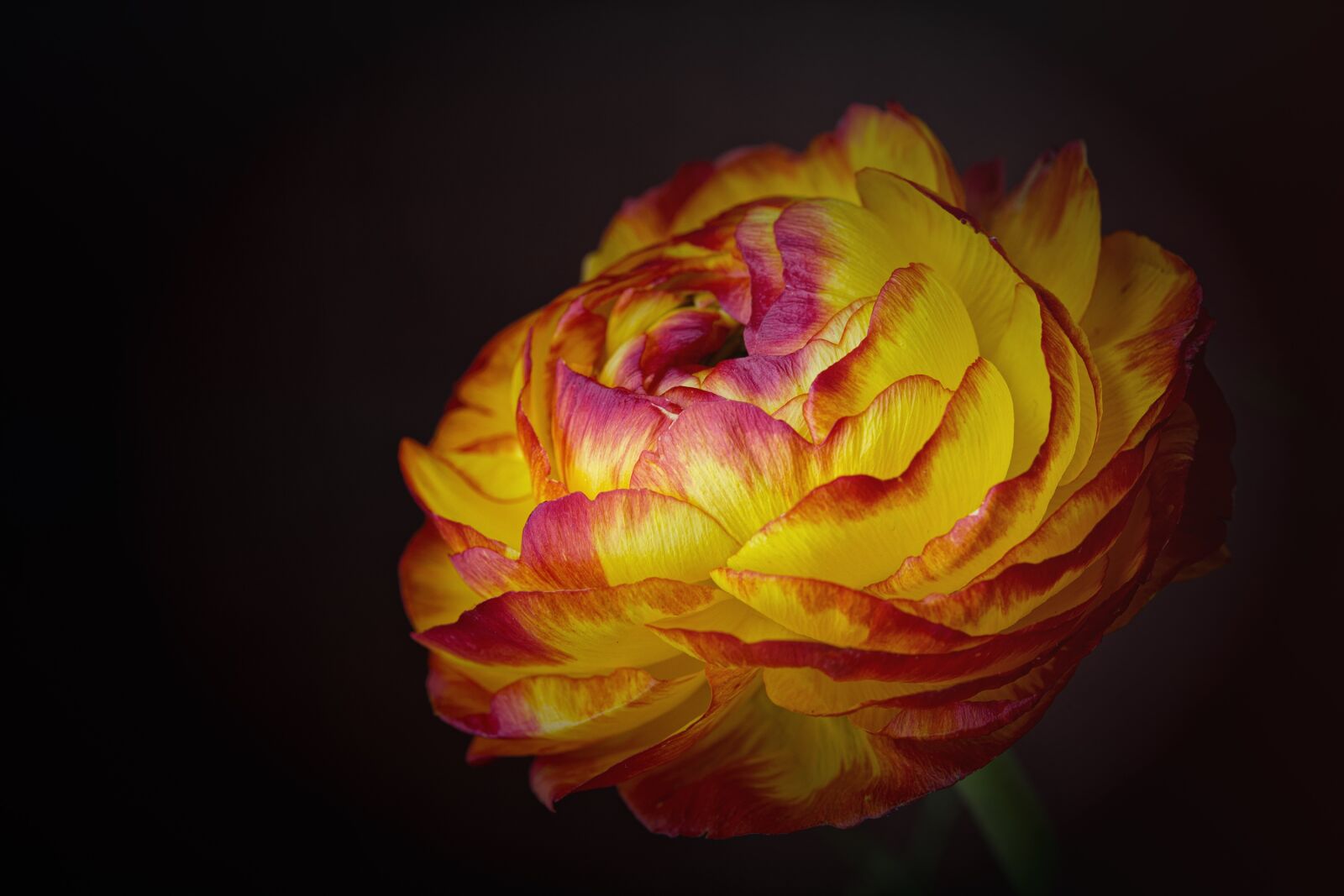 Nikon D7100 sample photo. Ranunculus, flower, yellow-red flower photography