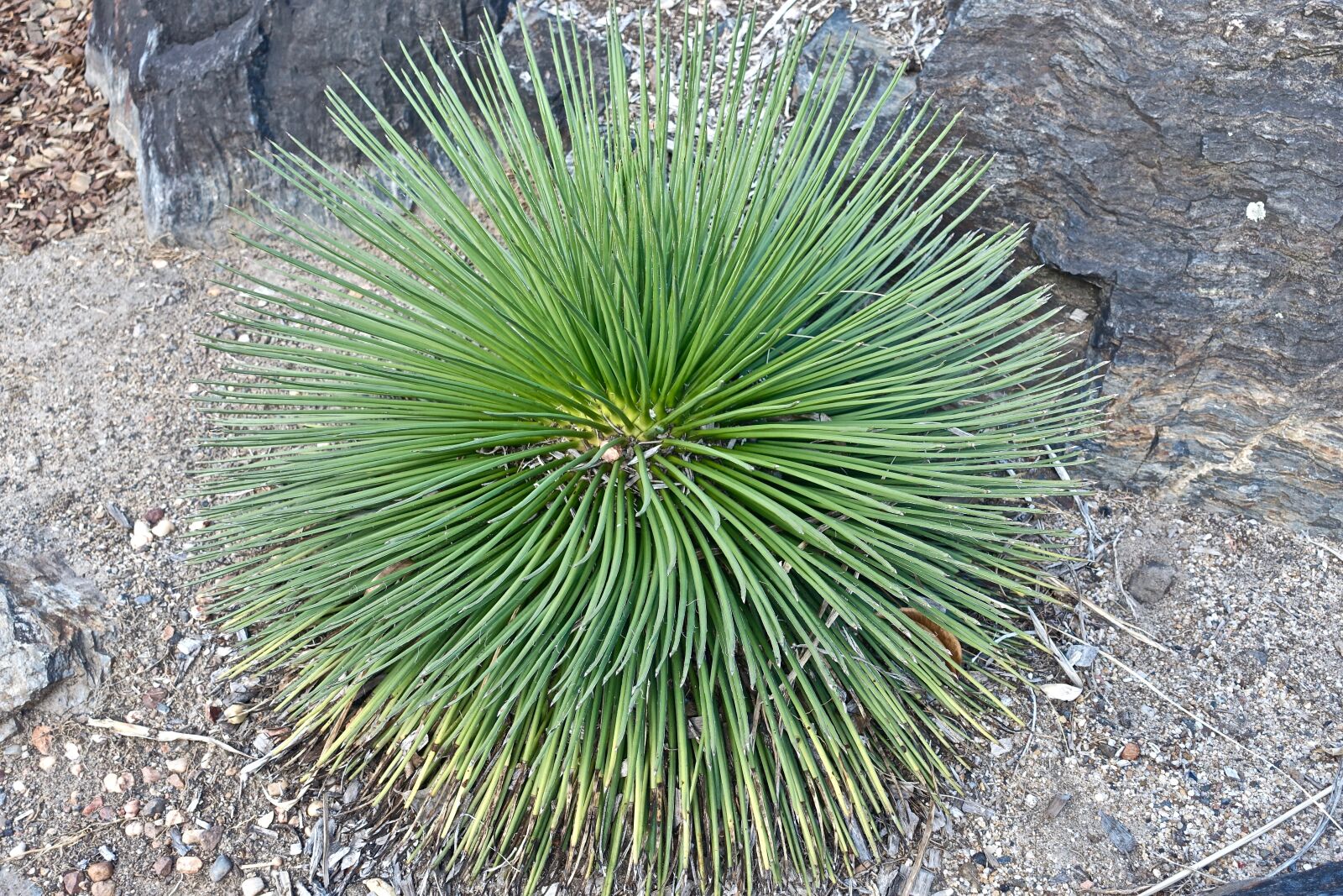 Sony Cyber-shot DSC-RX100 III sample photo. Cactus, succulent, spiny photography