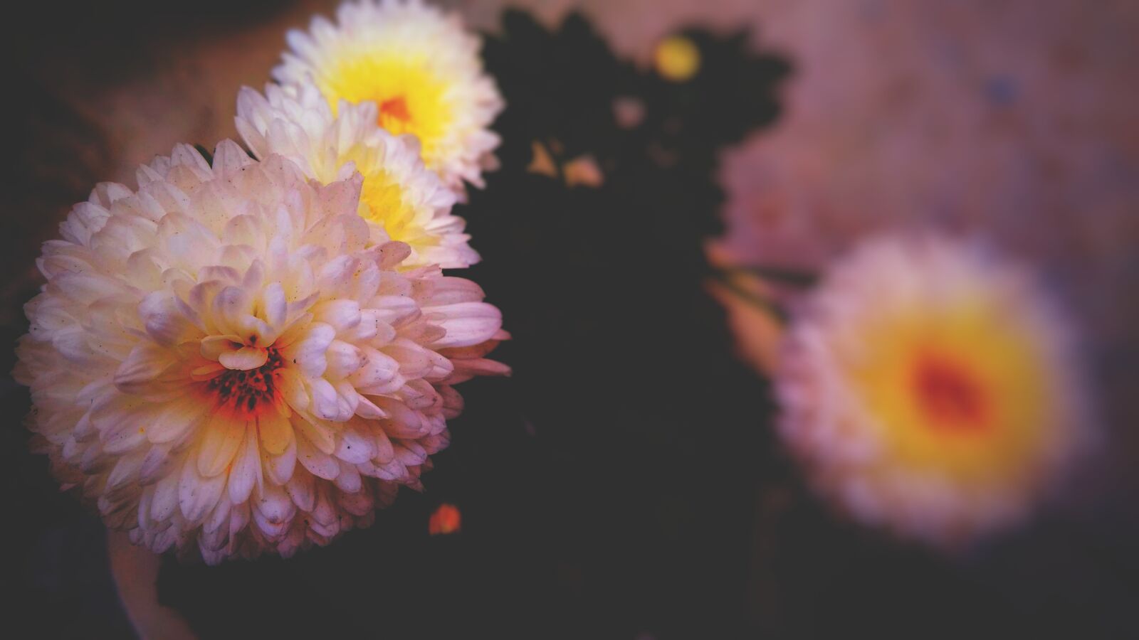 Xiaomi Redmi 4A sample photo. Flower, nature, flora photography