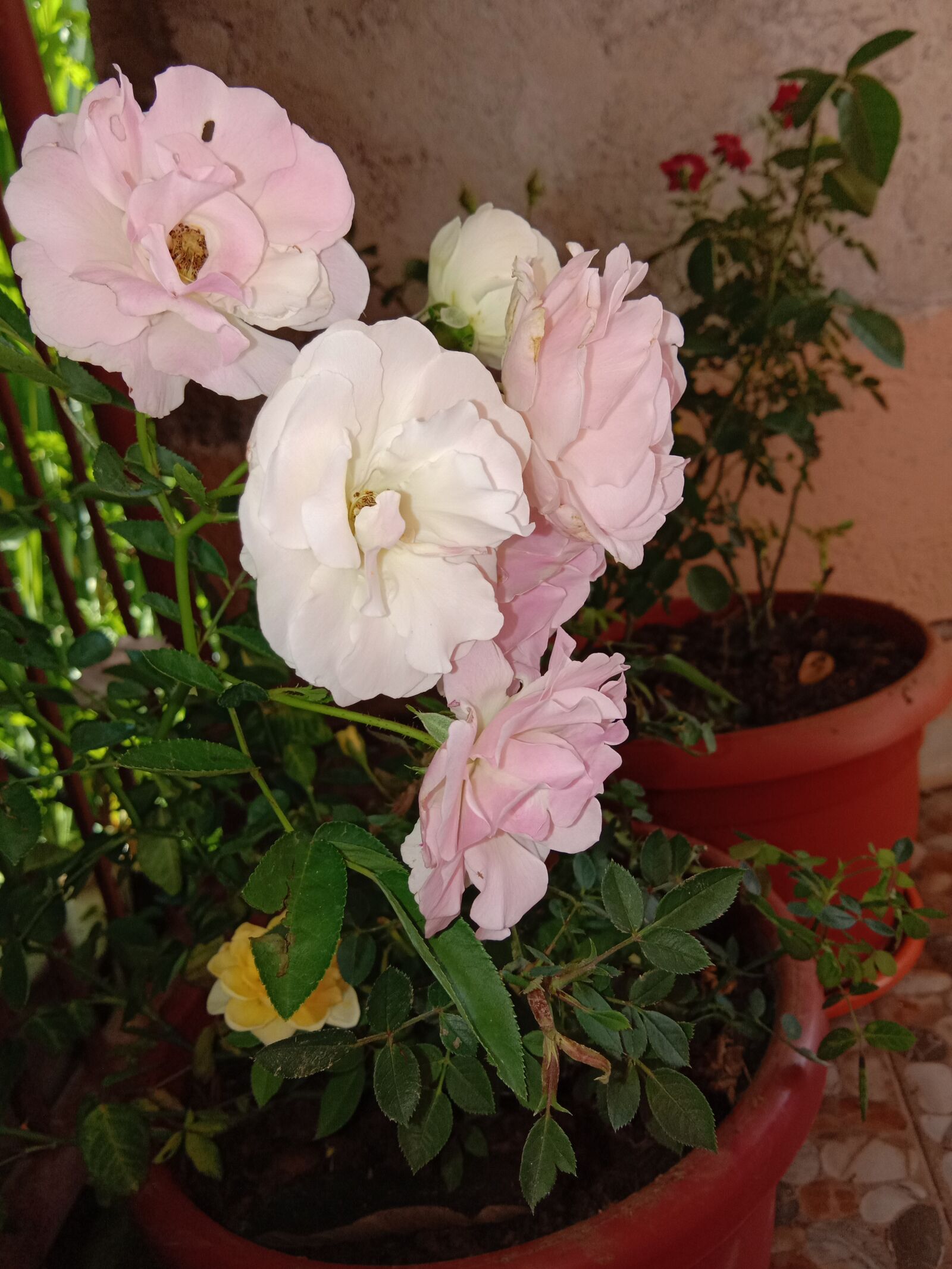 vivo 1808 sample photo. Roses, flowers, white pink photography