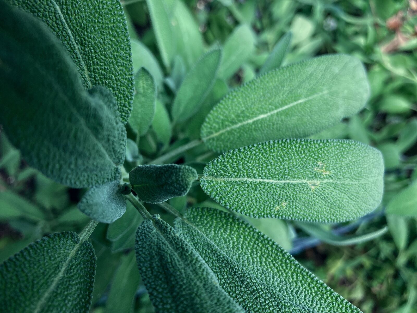 Apple iPhone SE (2nd generation) sample photo. Plant, sage, nature photography