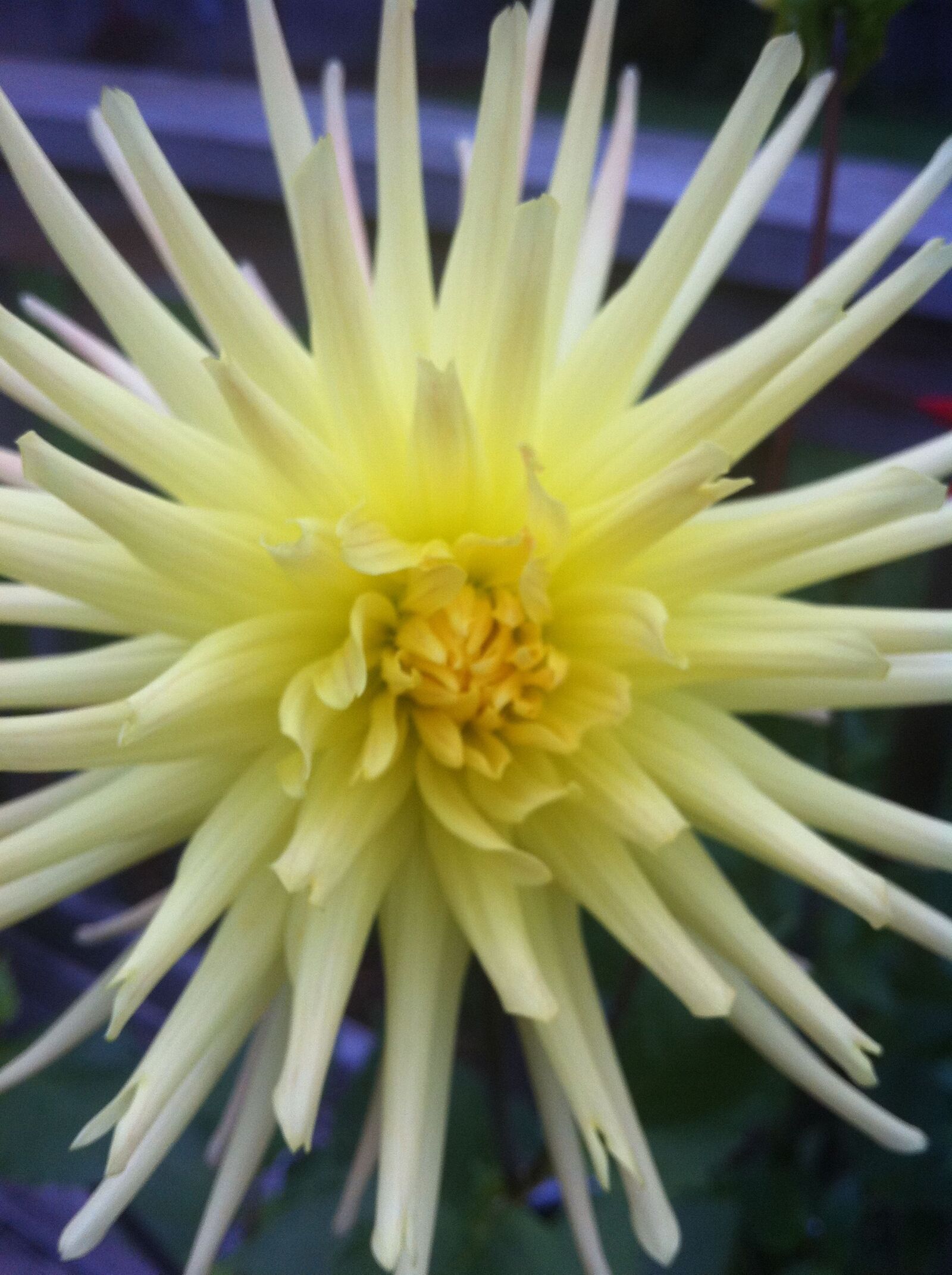 Apple iPhone 4 sample photo. Dahlia, flower, yellow photography