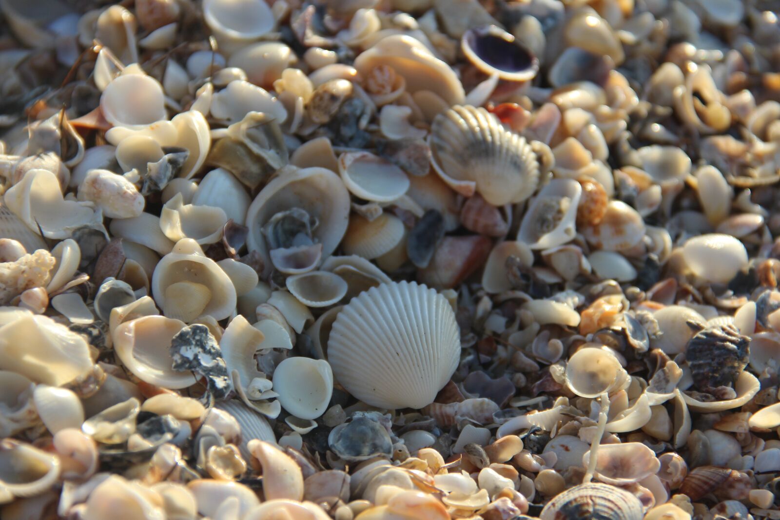 Canon EOS 600D (Rebel EOS T3i / EOS Kiss X5) sample photo. Shell, mar, beach photography