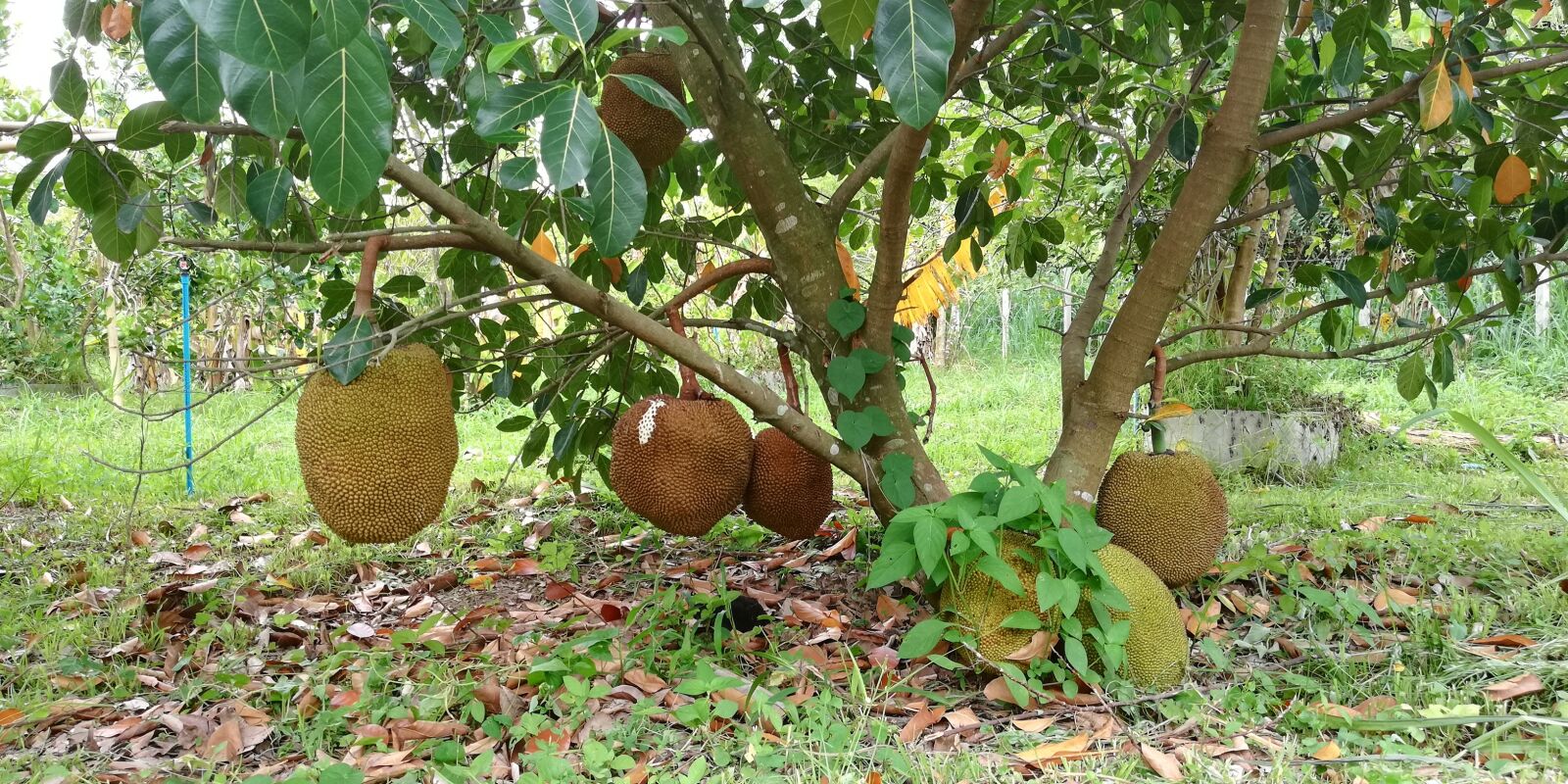 HUAWEI nova 2i sample photo. Fruit, fruits, jackfruit photography