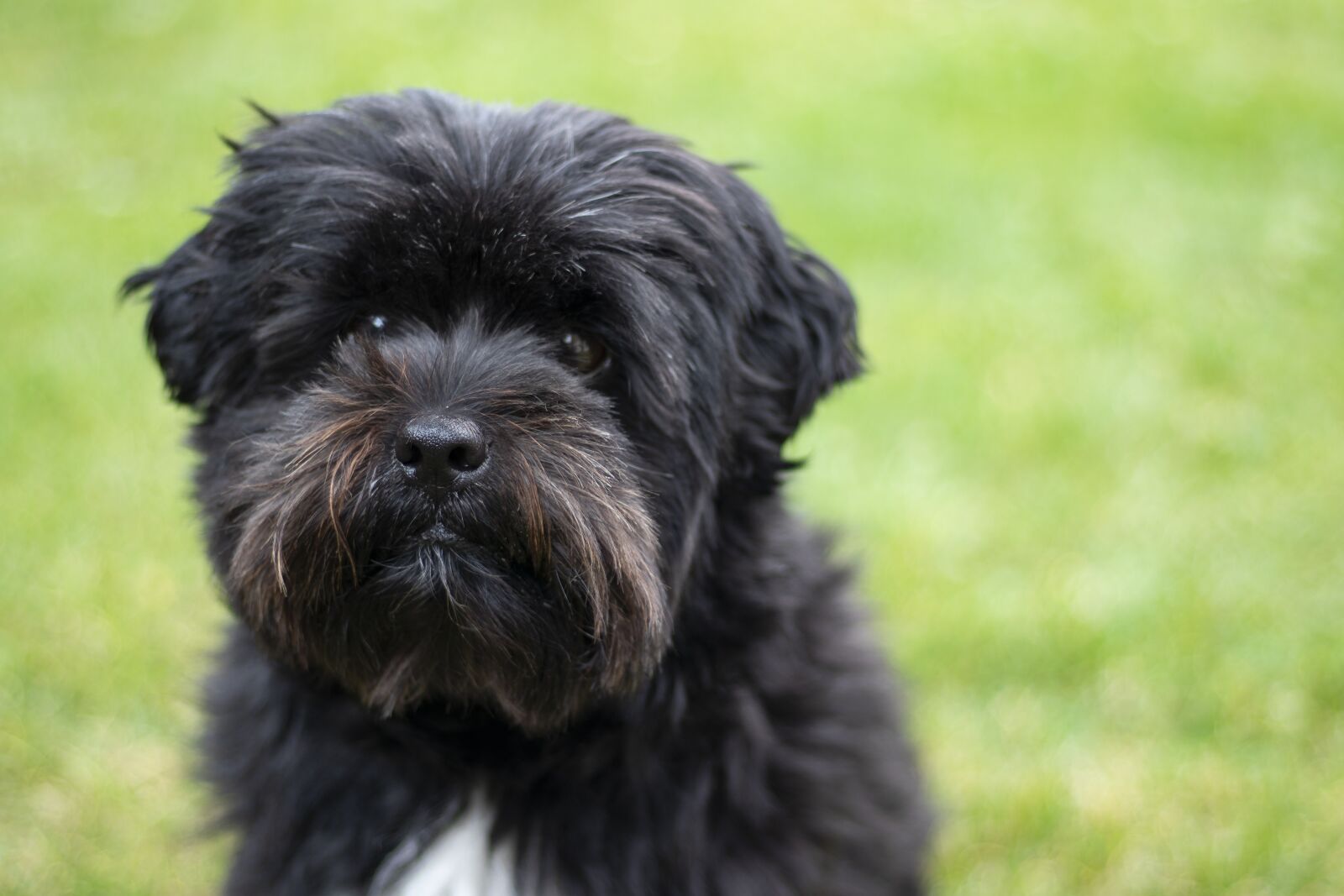 Canon EOS 80D + Canon EF 50mm F1.8 STM sample photo. Dog, black, boomer photography