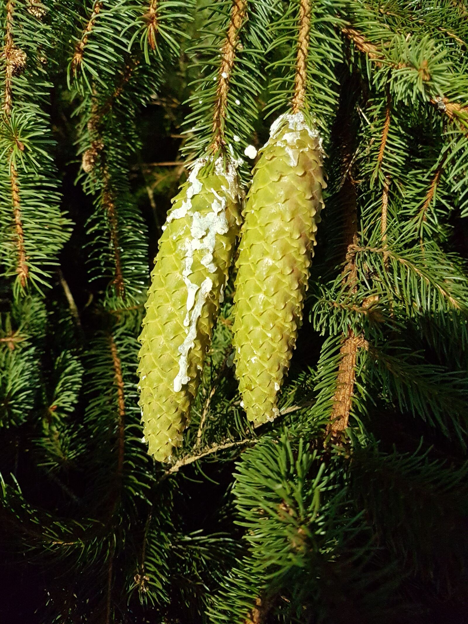 Samsung Galaxy S7 sample photo. Spruce, pine cones, conifer photography