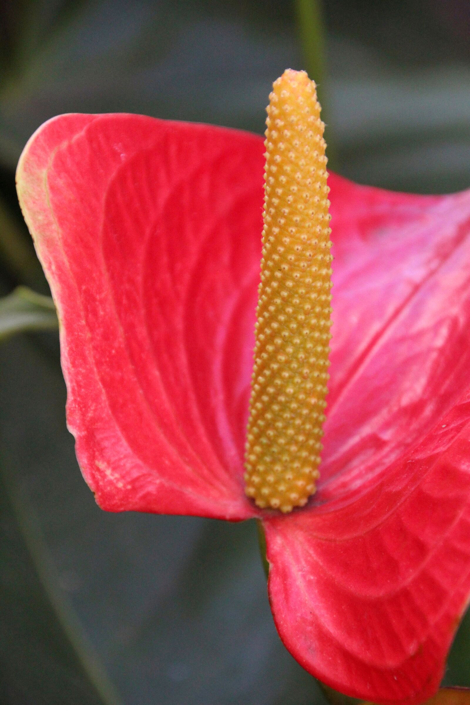 Canon EOS 1200D (EOS Rebel T5 / EOS Kiss X70 / EOS Hi) sample photo. Flower, red, nature photography