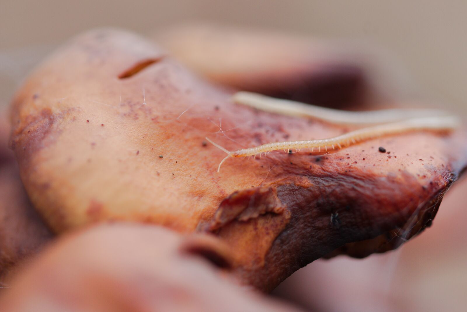 Canon EOS 70D sample photo. Food, close up, nature photography