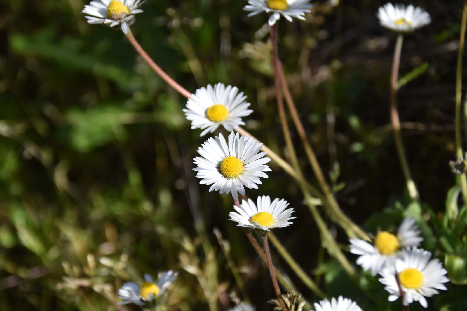 Nikon D5600 sample photo. Flower, daisies, natural flowers photography