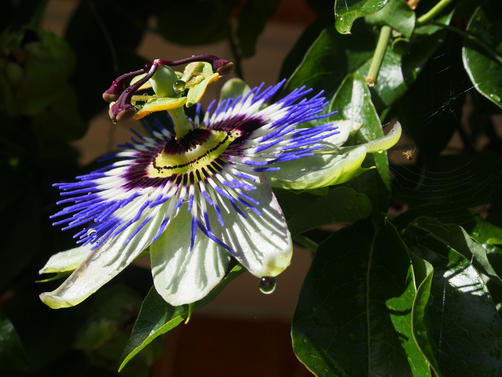 Olympus OM-D E-M5 sample photo. Passion flower, beauty, flowers photography