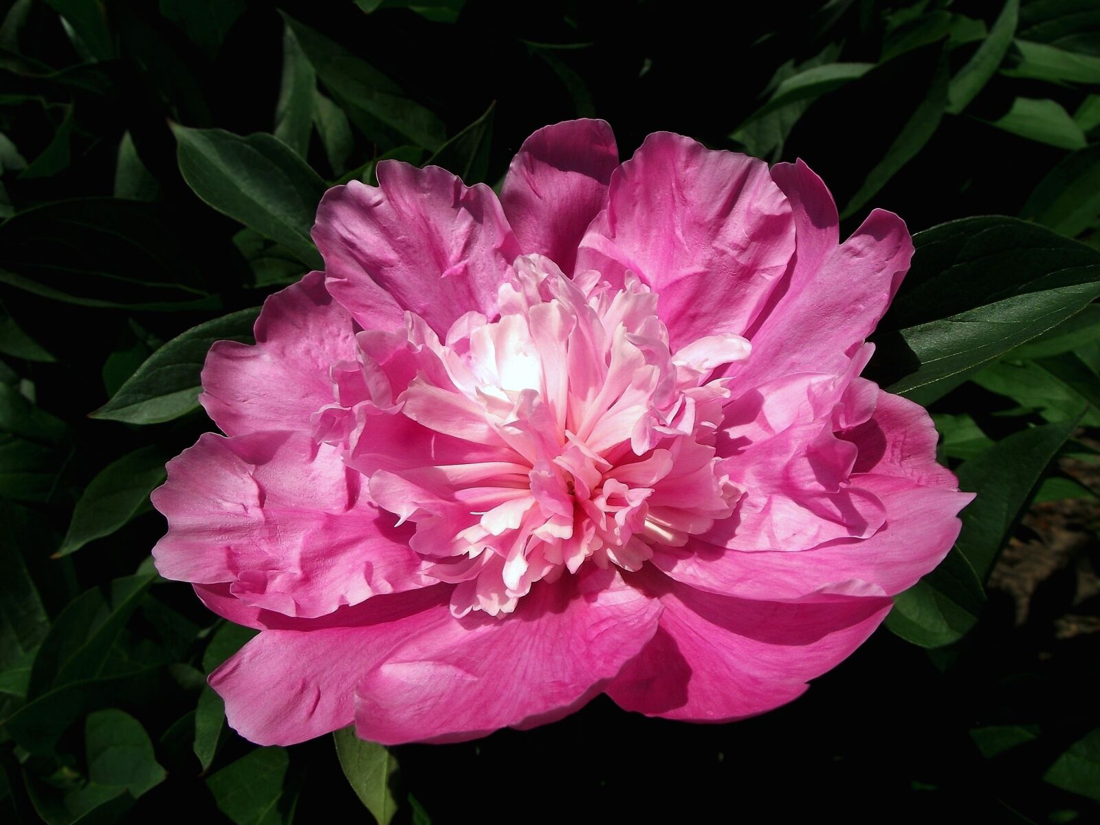 FujiFilm FinePix S1600 (FinePix S1770) sample photo. Flower, peony, pink photography