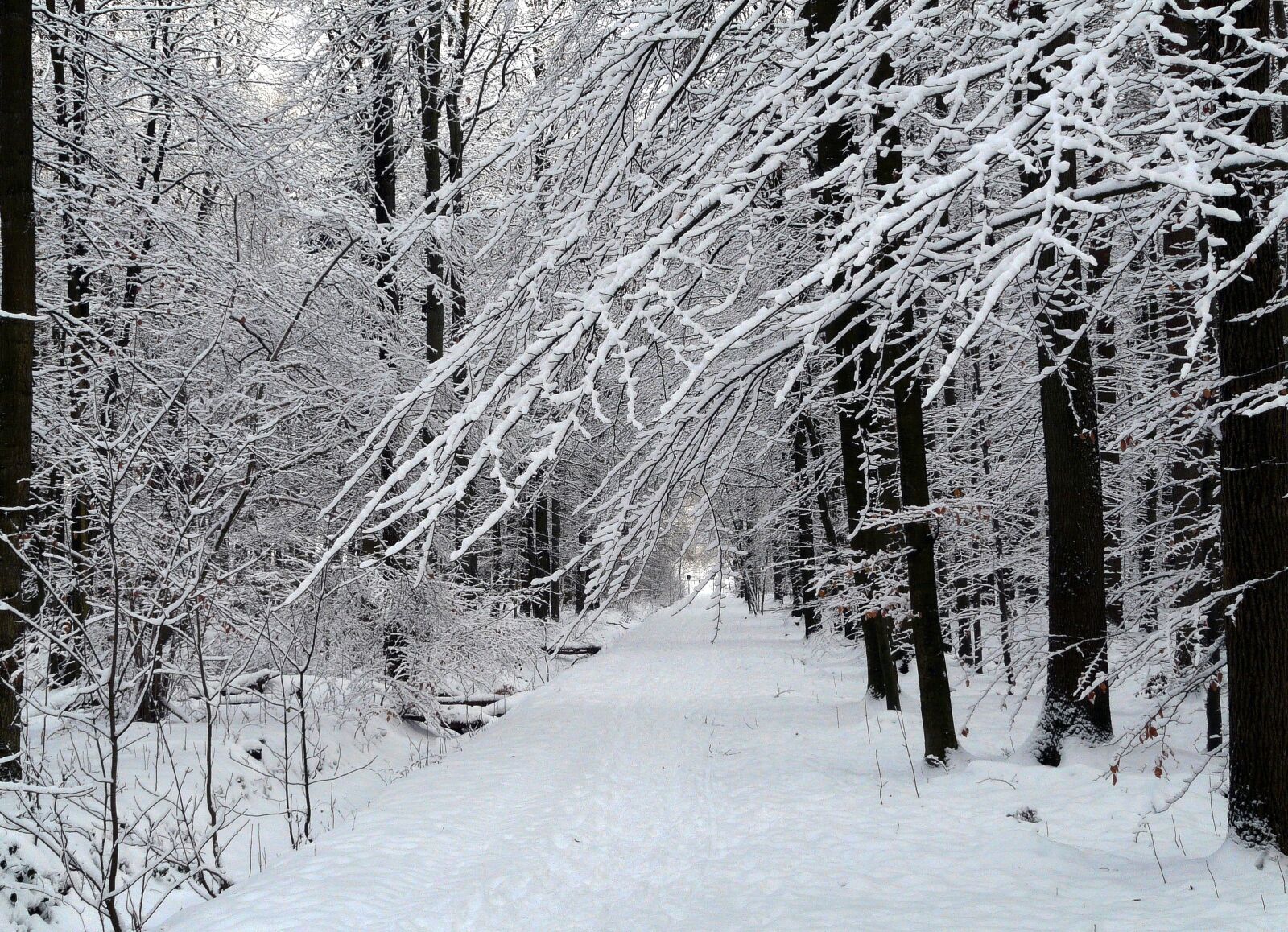 Panasonic DMC-FZ18 sample photo. Winter, snow, forest photography