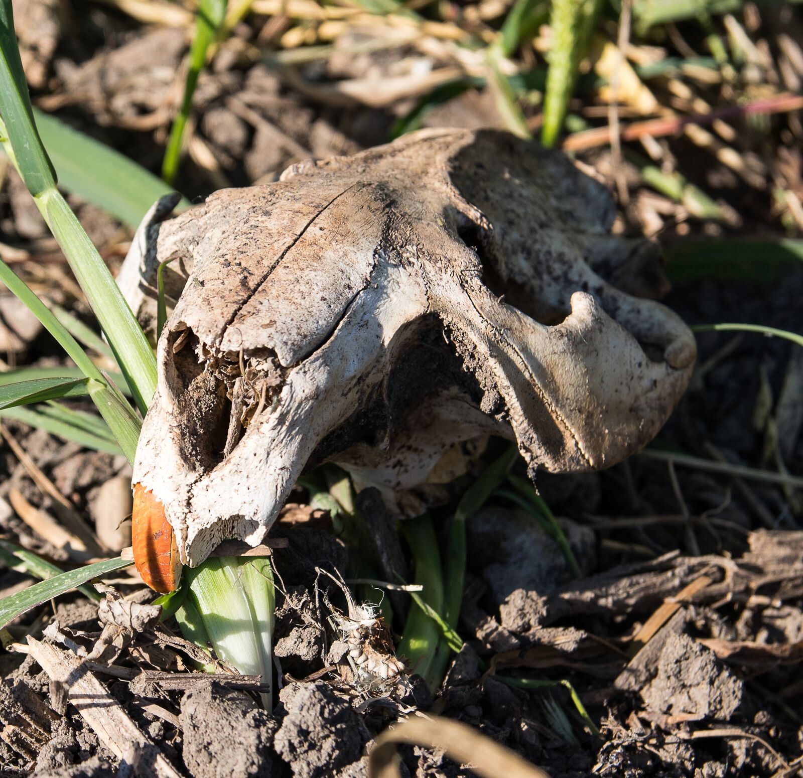 Canon EOS 80D sample photo. Bunny skull, skull, skeleton photography