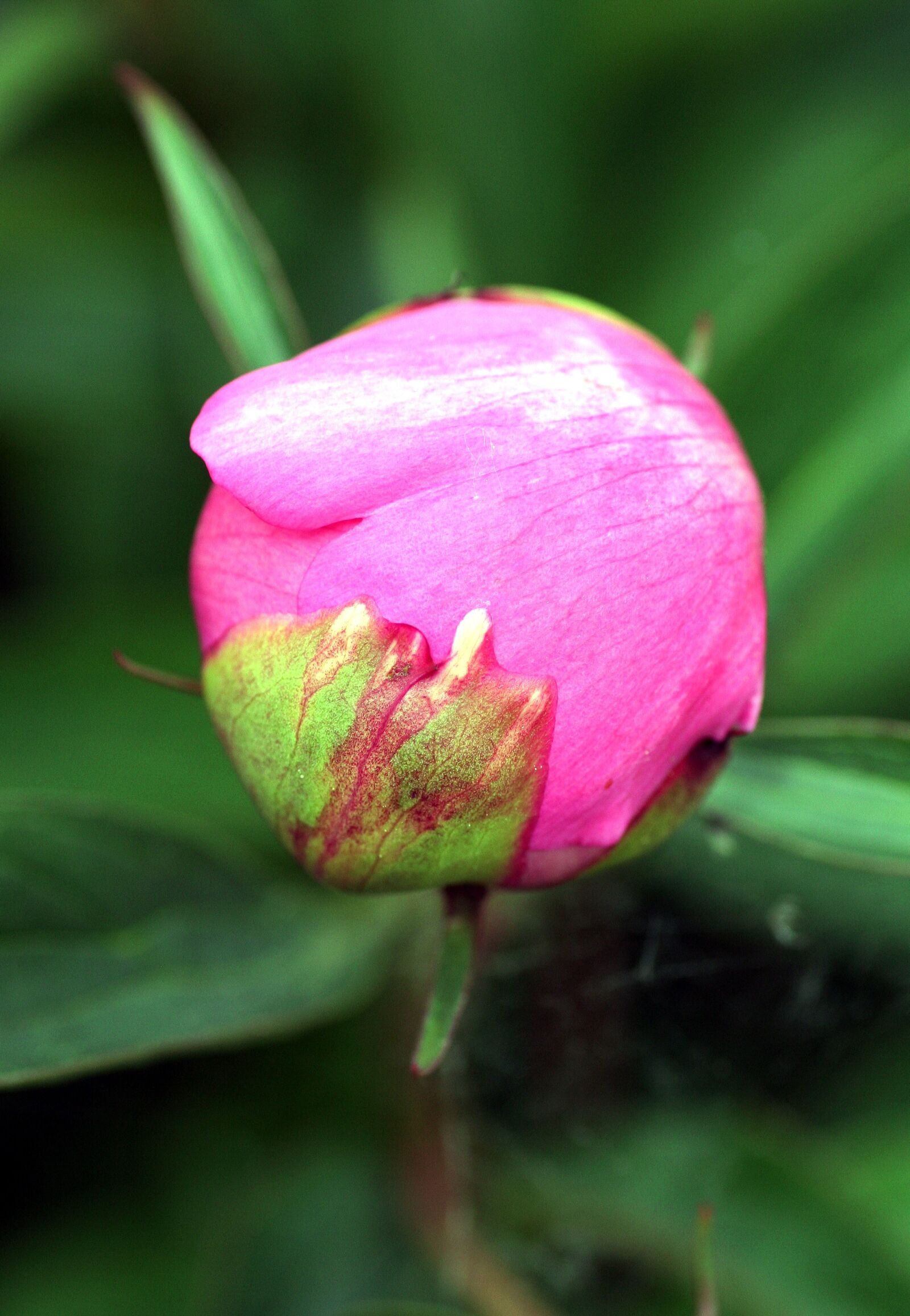 Canon EOS 350D (EOS Digital Rebel XT / EOS Kiss Digital N) sample photo. Flower bud, peony, flowering photography